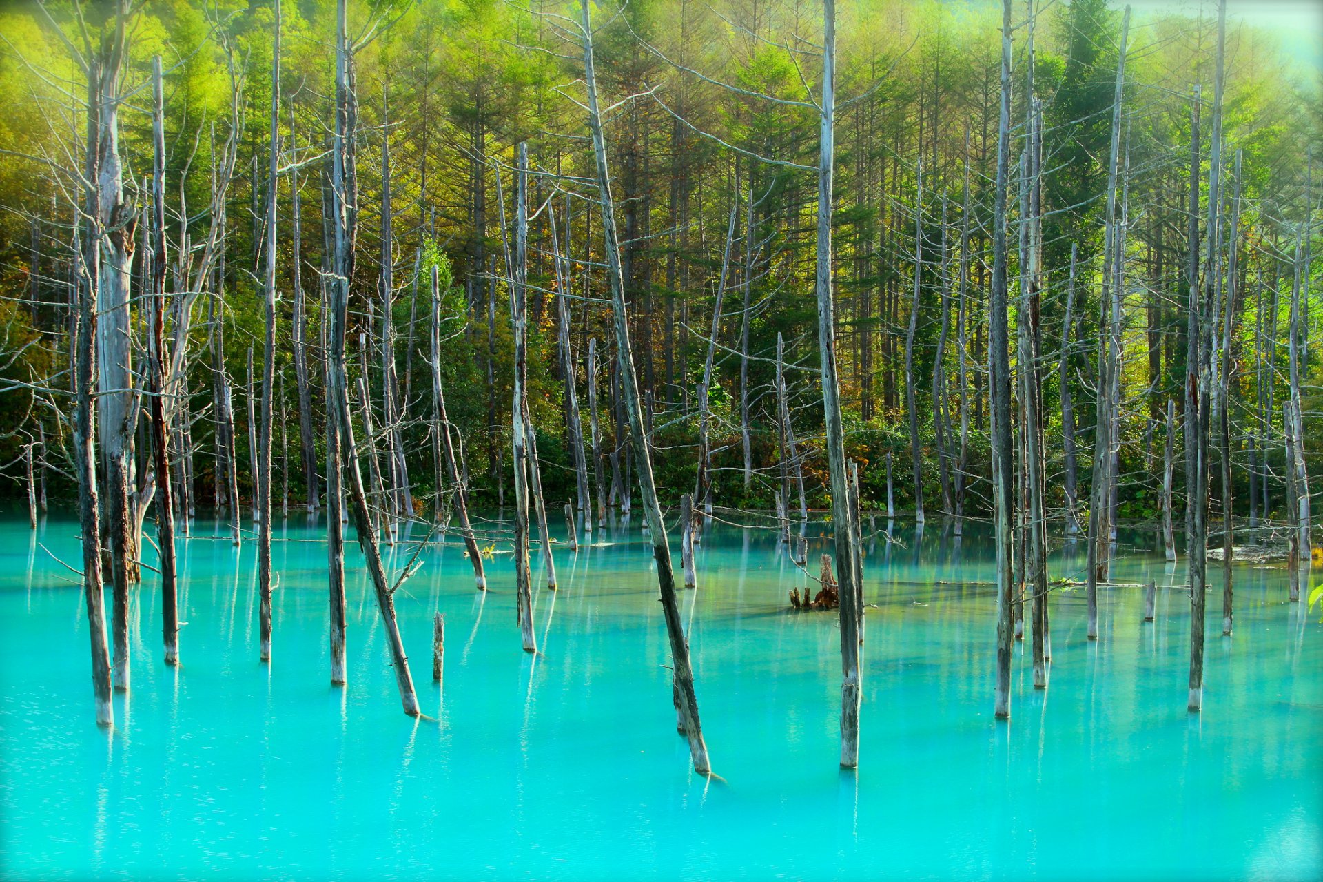 foresta alberi tronchi lago blu