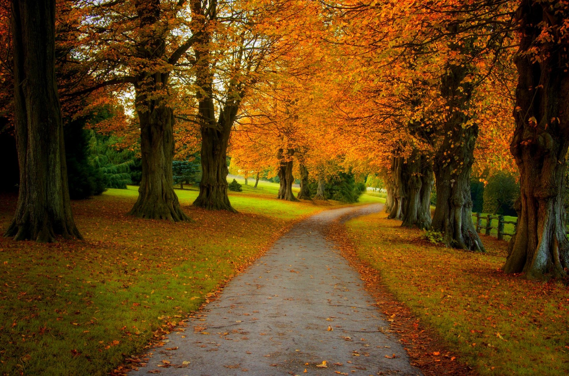 nature forest park trees leaves colorful road autumn fall colors walk