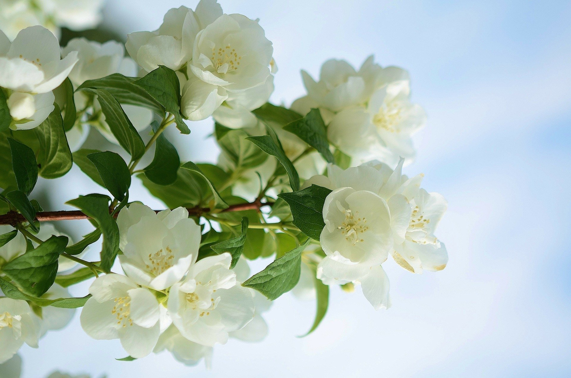 primavera albero rami foglie fiori luce