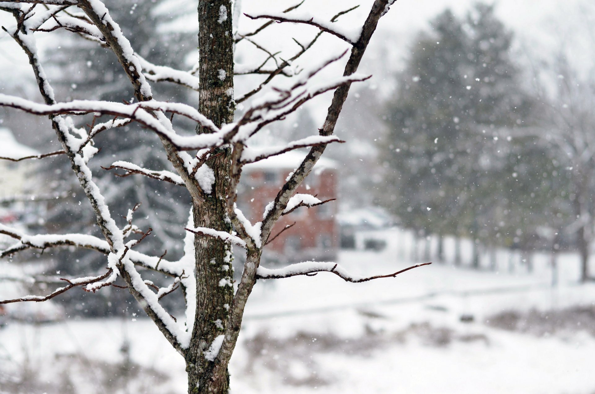 arbre branches neige arbres maison flocons de neige hiver nature