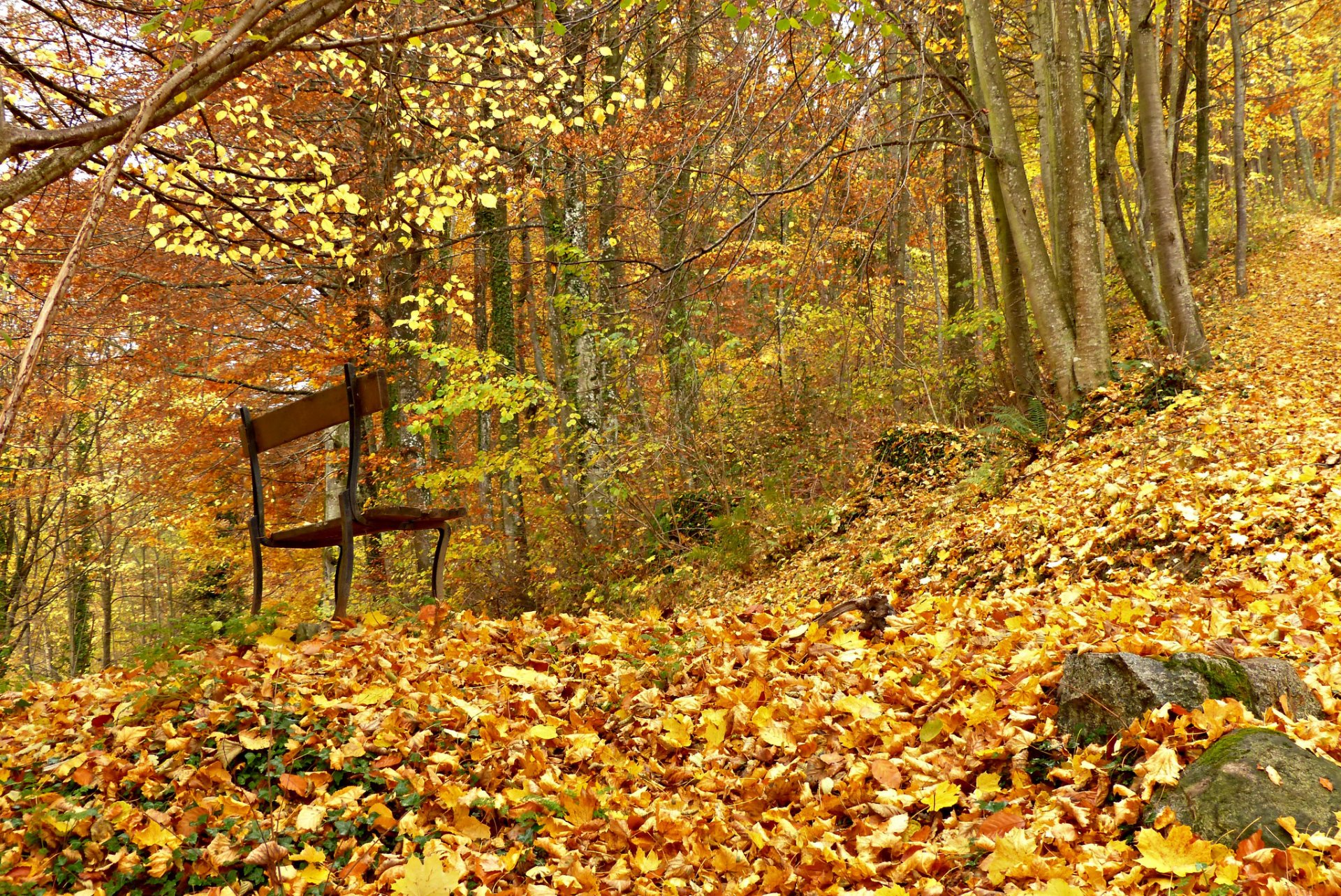las jesień liście ławka