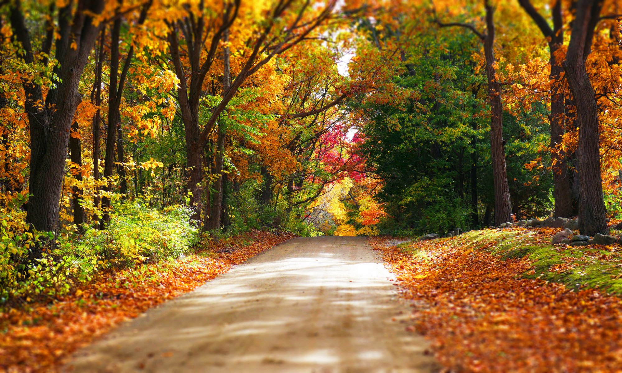 natur wald park bäume blätter bunt straße herbst herbst farben zu fuß