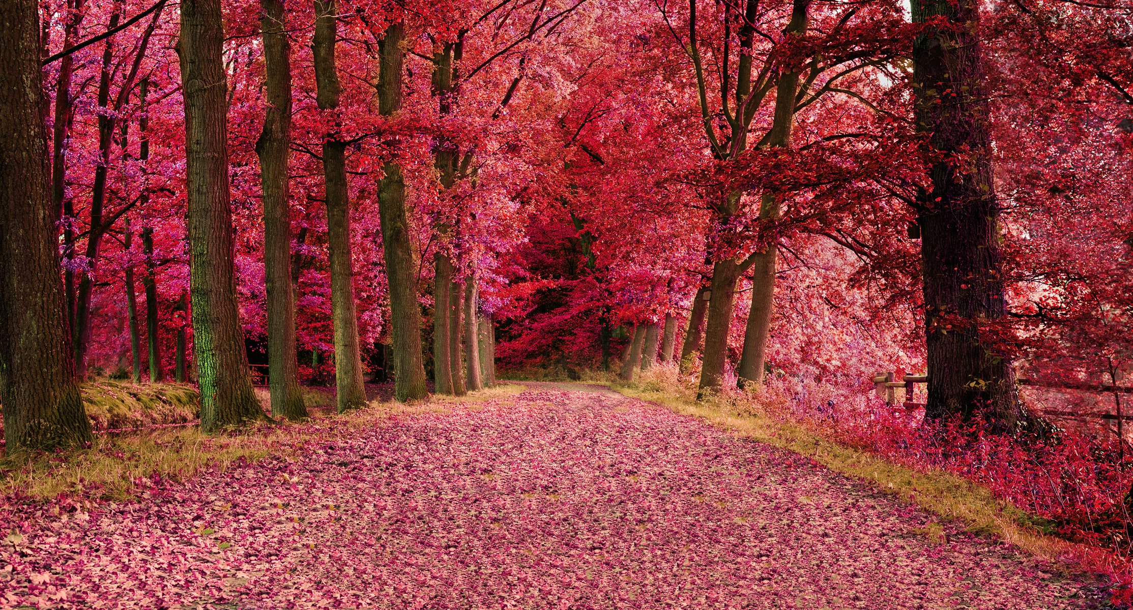 foresta alberi autunno foglie strada