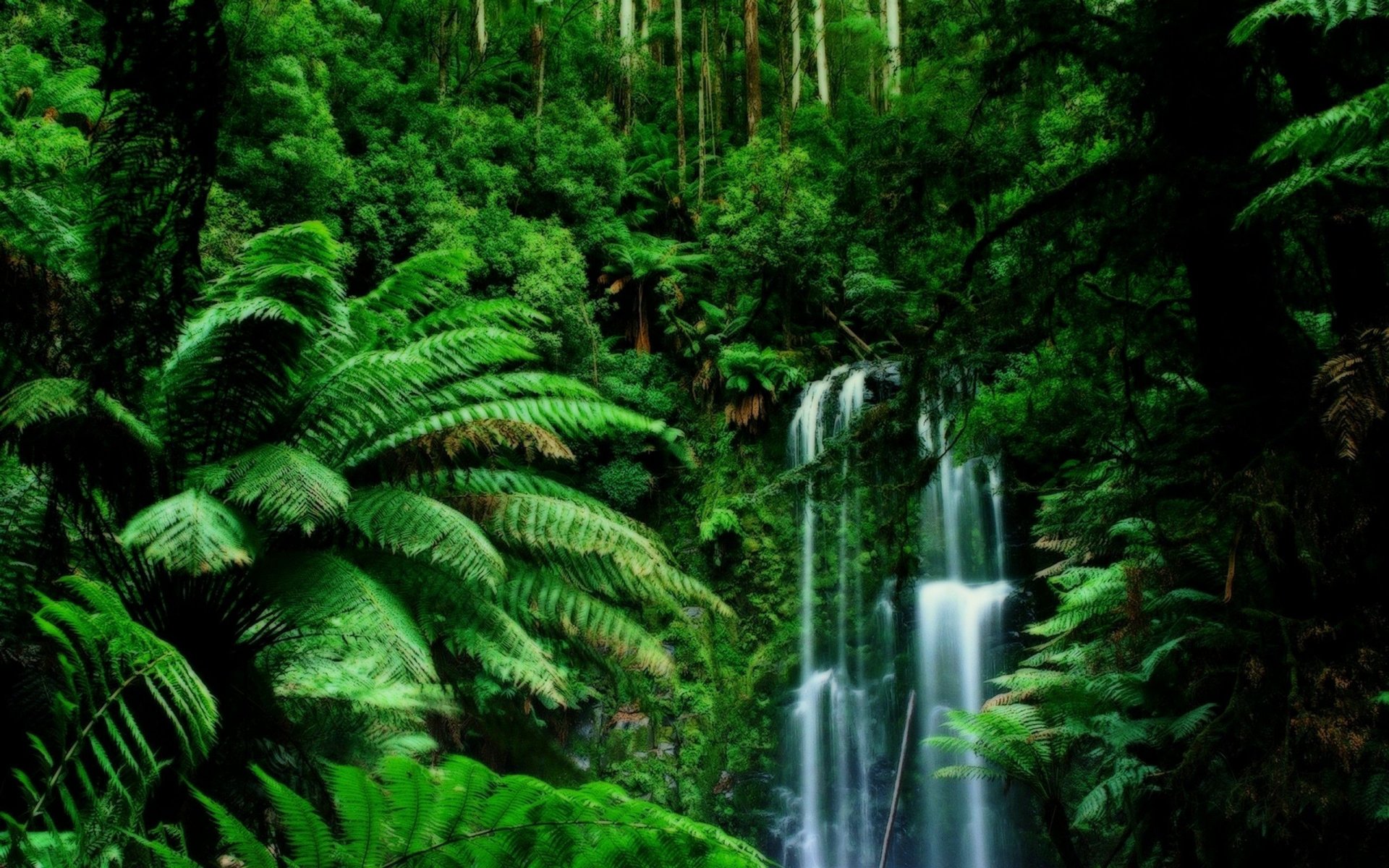 giungla rampicanti fogliame verde cascata