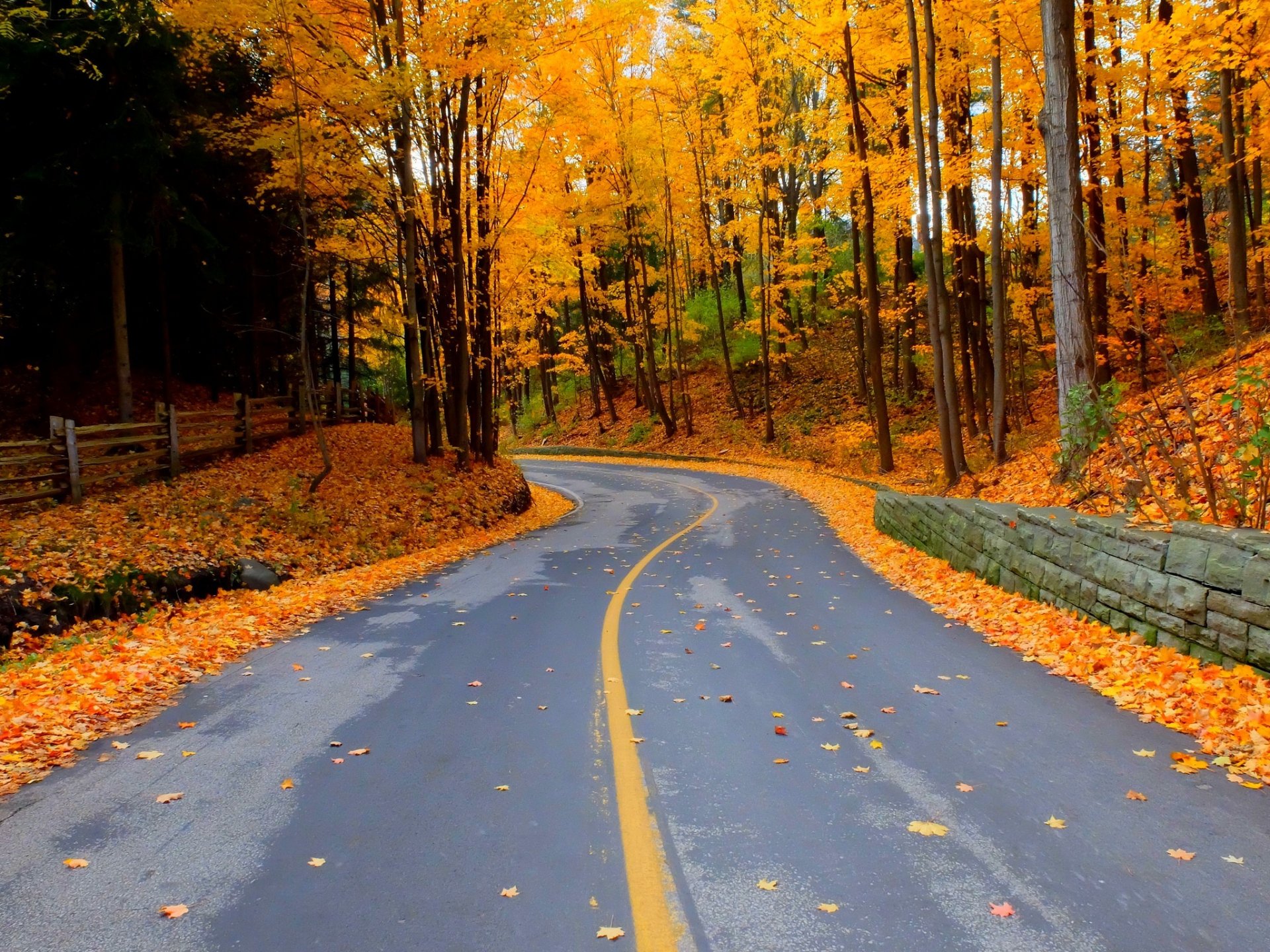 natur wald park bäume blätter bunt straße herbst herbst farben zu fuß