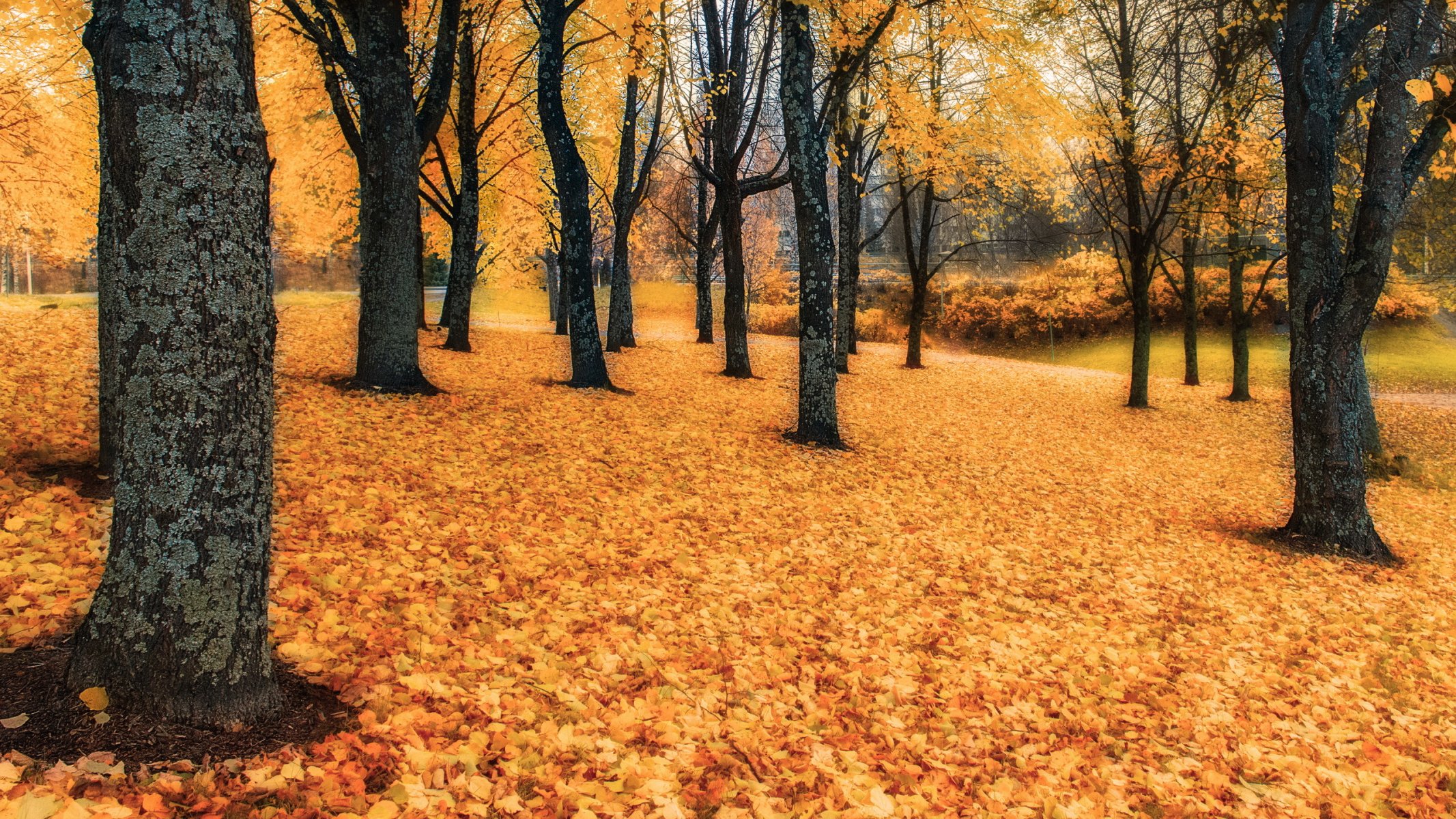 autumn leaves tree