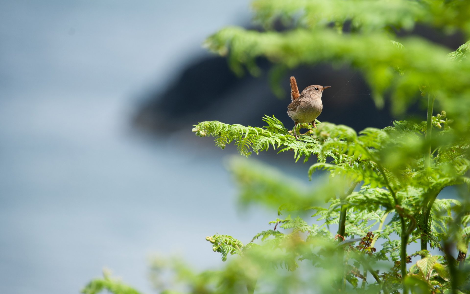 aves naturaleza verano