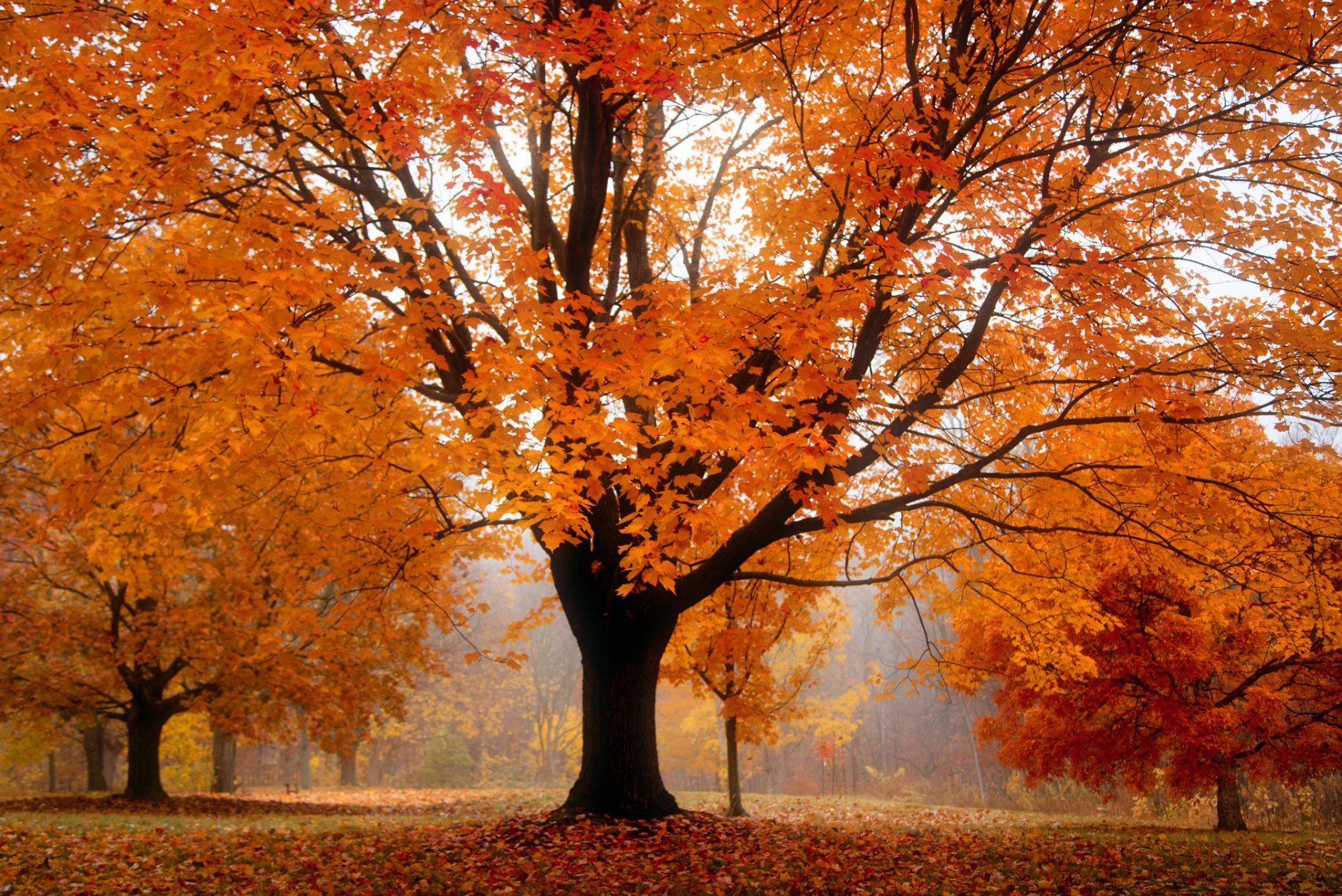 automne parc arbres feuillage orange brouillard