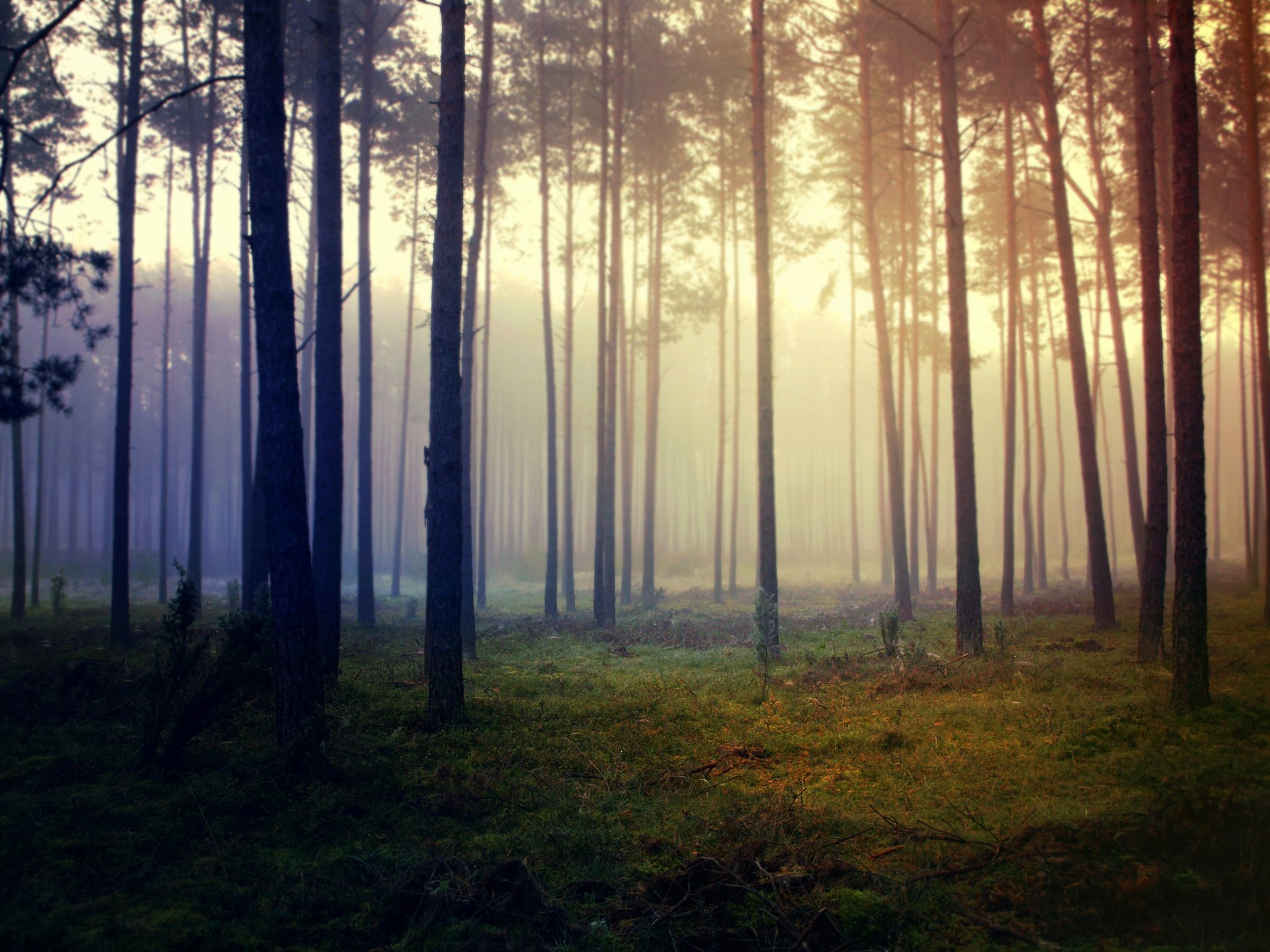 forêt brouillard herbe arbres