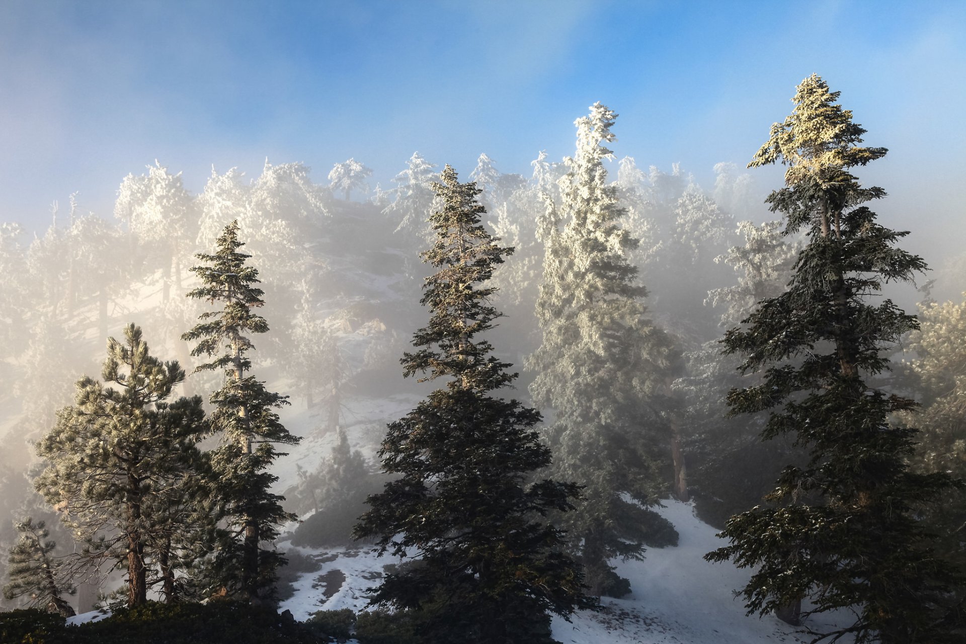 ky slope spruce winter snow tree