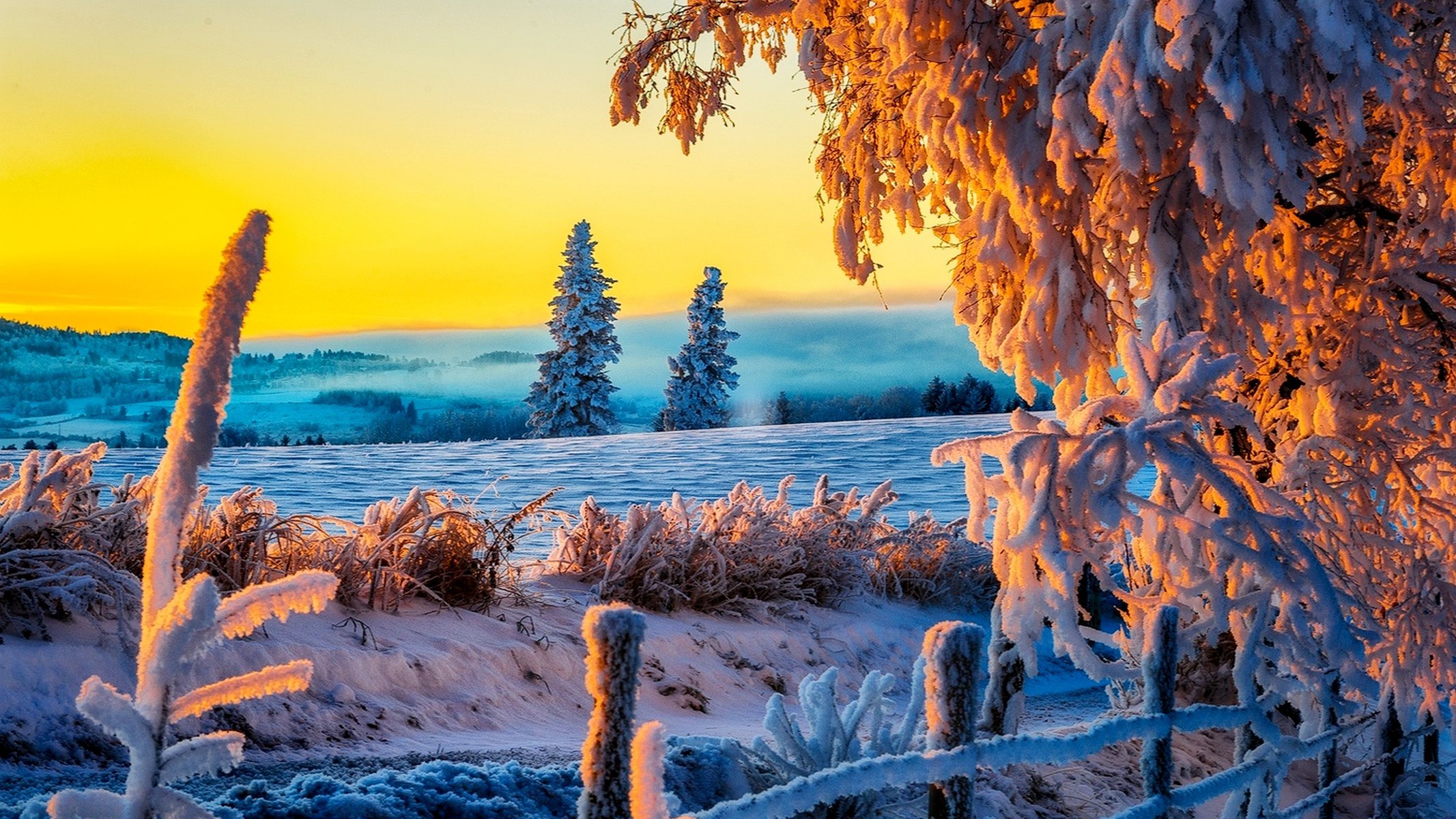 nature hiver neige route arbres forêt ciel paysage hiver blanc sensa nice coucher de soleil