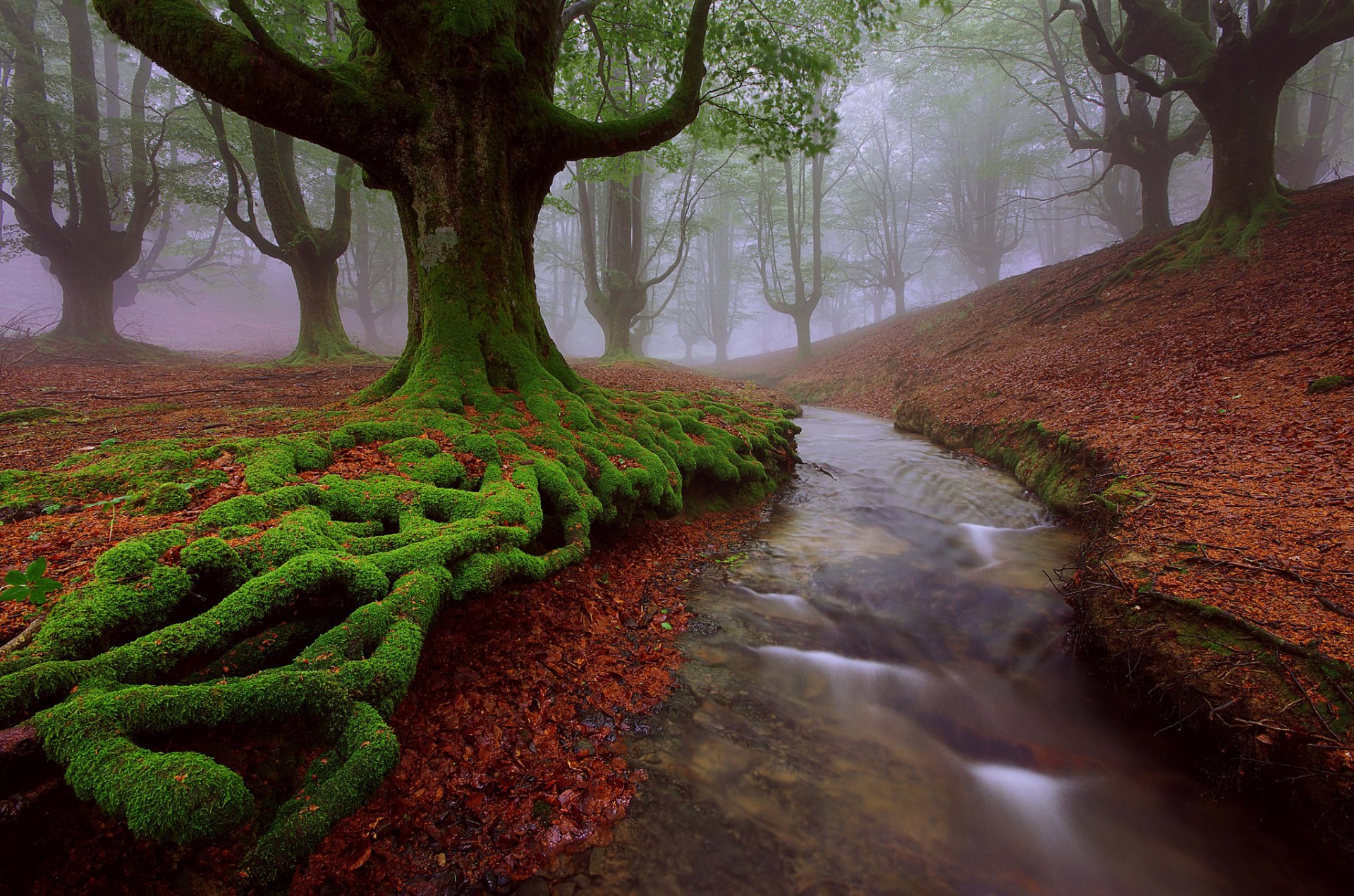 espagne pays basque biscaye alava arbres hêtre mousse rivière ruisseau été