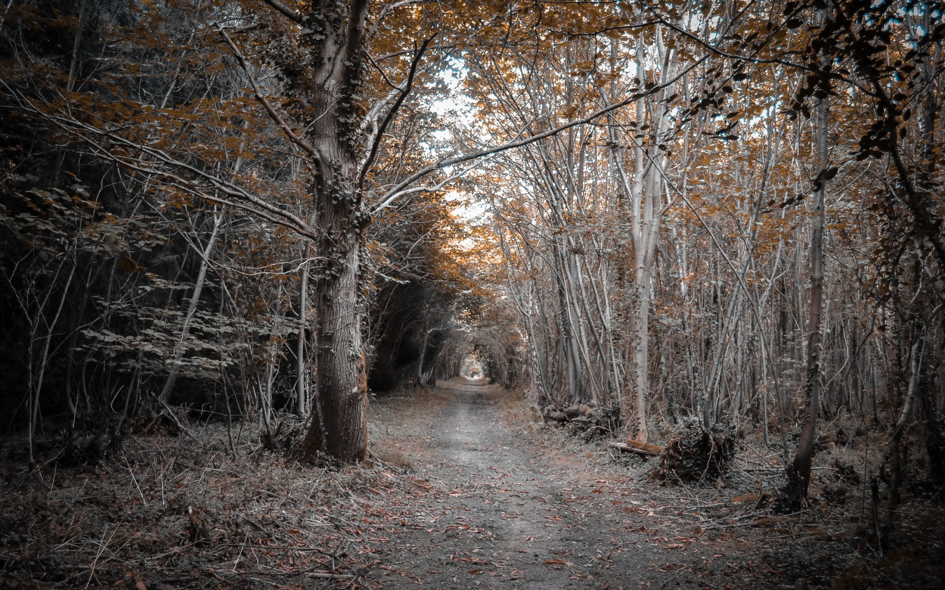 forest road nature