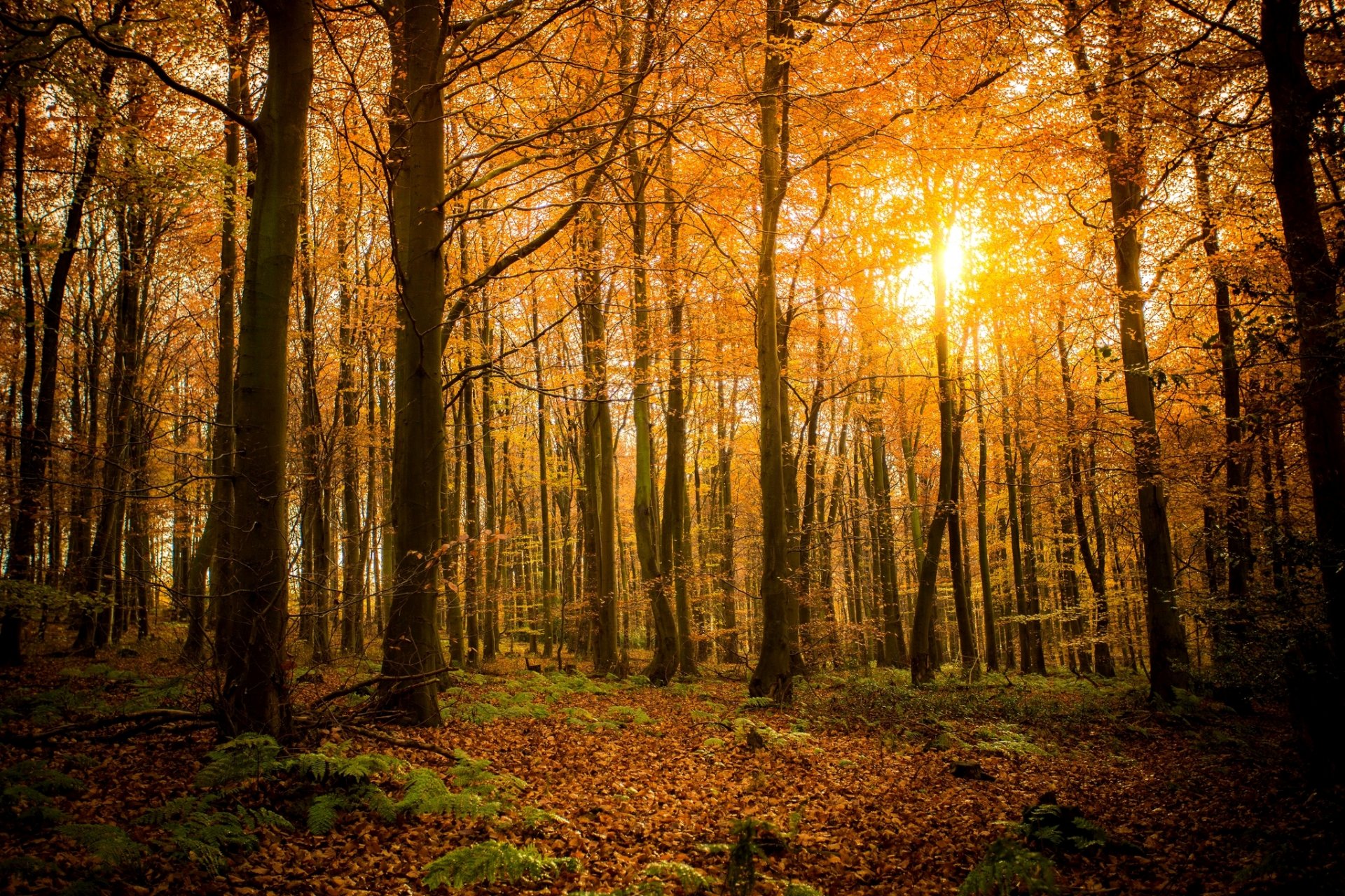 automne forêt nature arbres feuilles branches soleil lumière