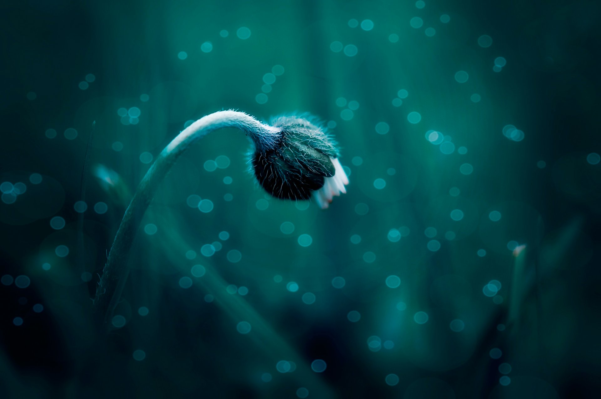 flower the stem close up