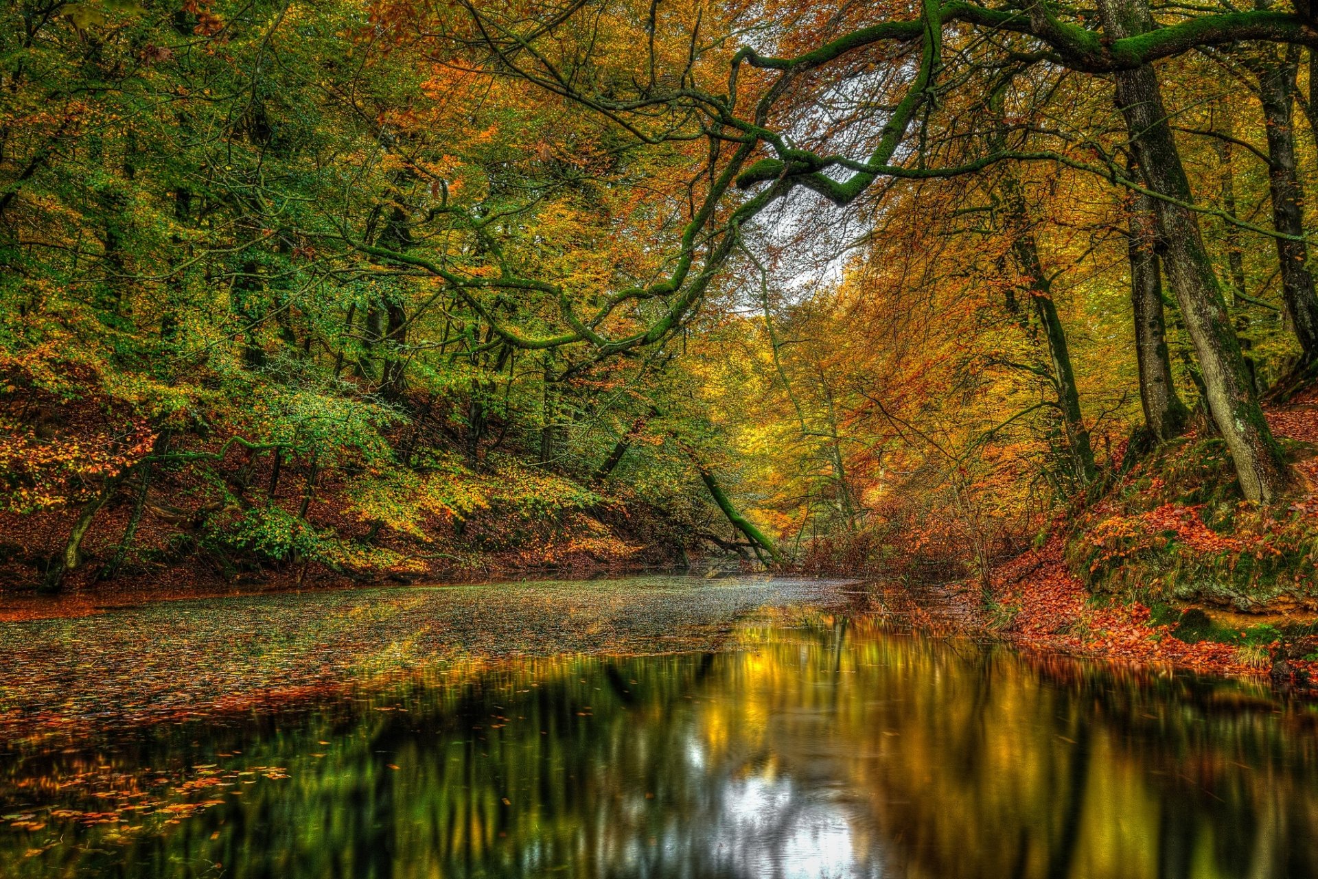 naturaleza paisaje bosque árboles otoño río otoño ver