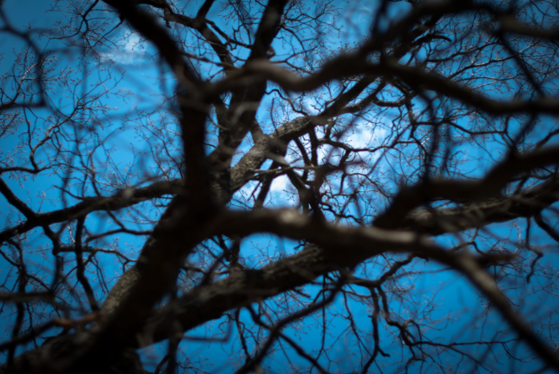 arbre ciel lumière branches profondeur toile d araignée printemps papier peint branches web printemps nature