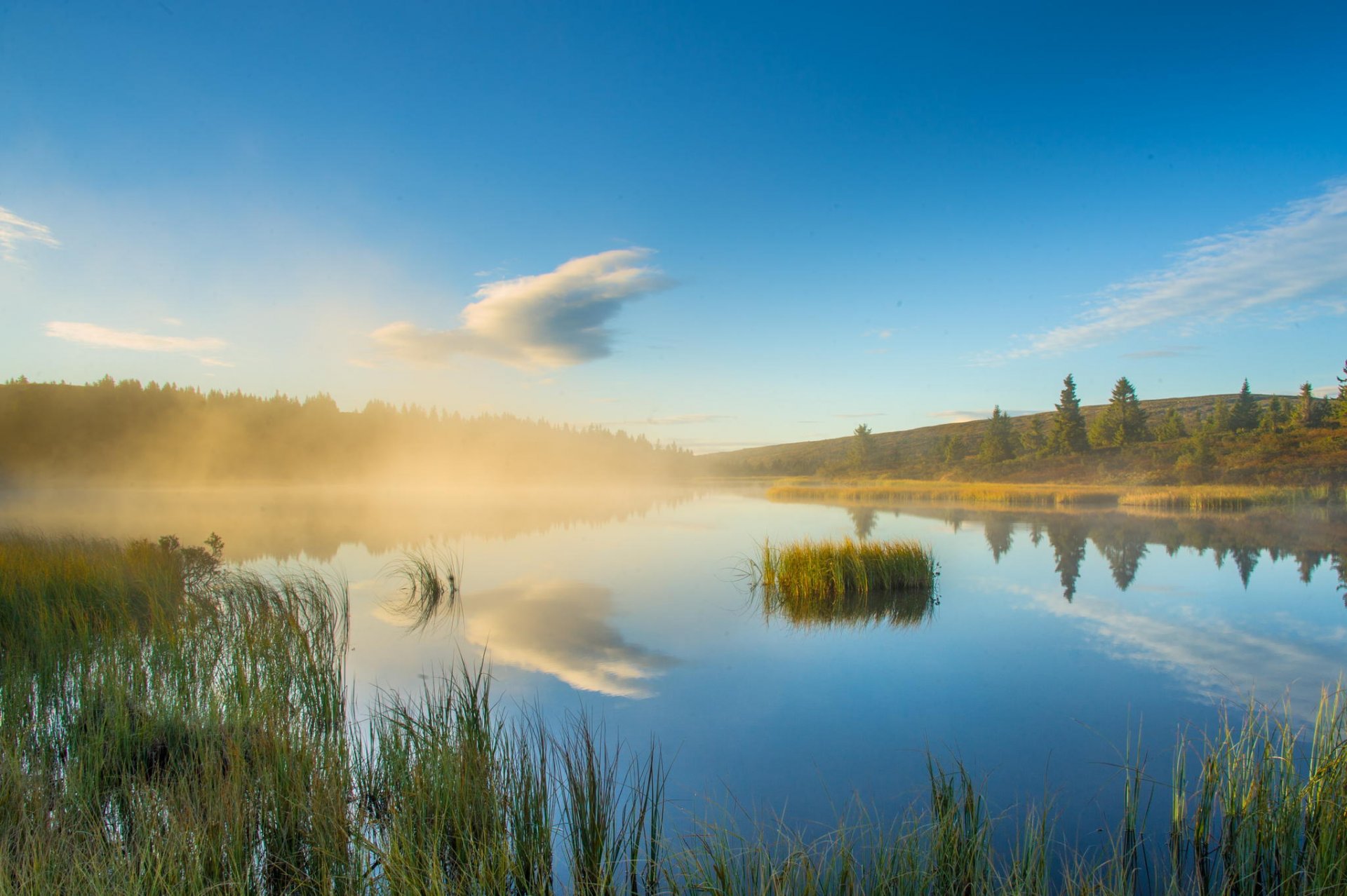 wald see reflexion natur dunst morgen bäume