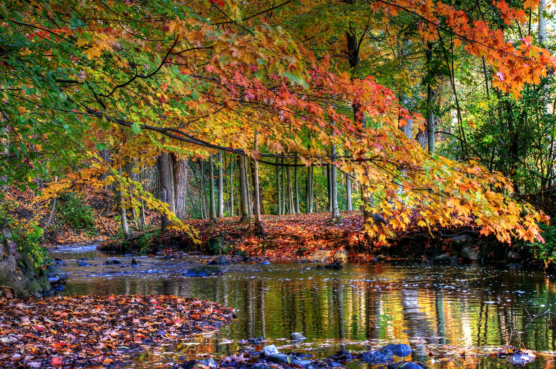 wald bäume bach steine wasser herbst blätter gelb