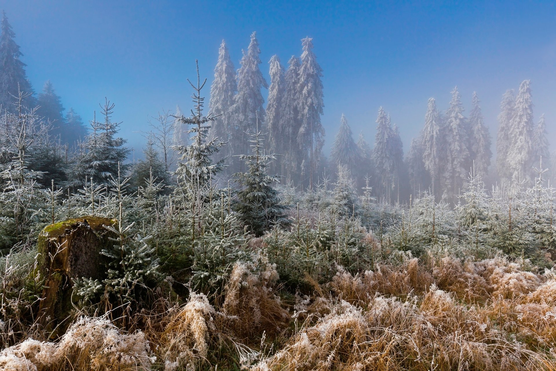 gel givre forêt