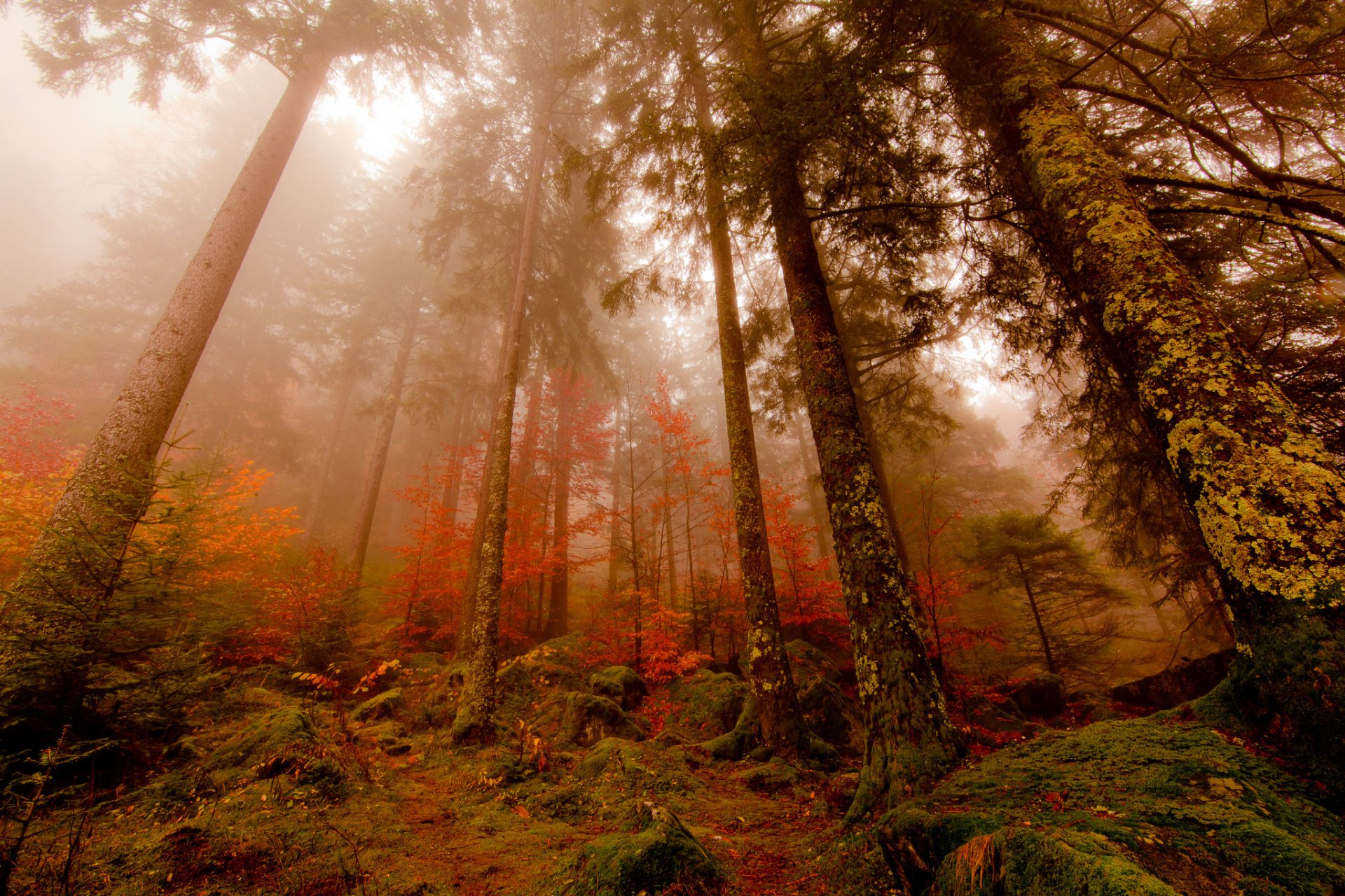 foresta autunno nebbia pini