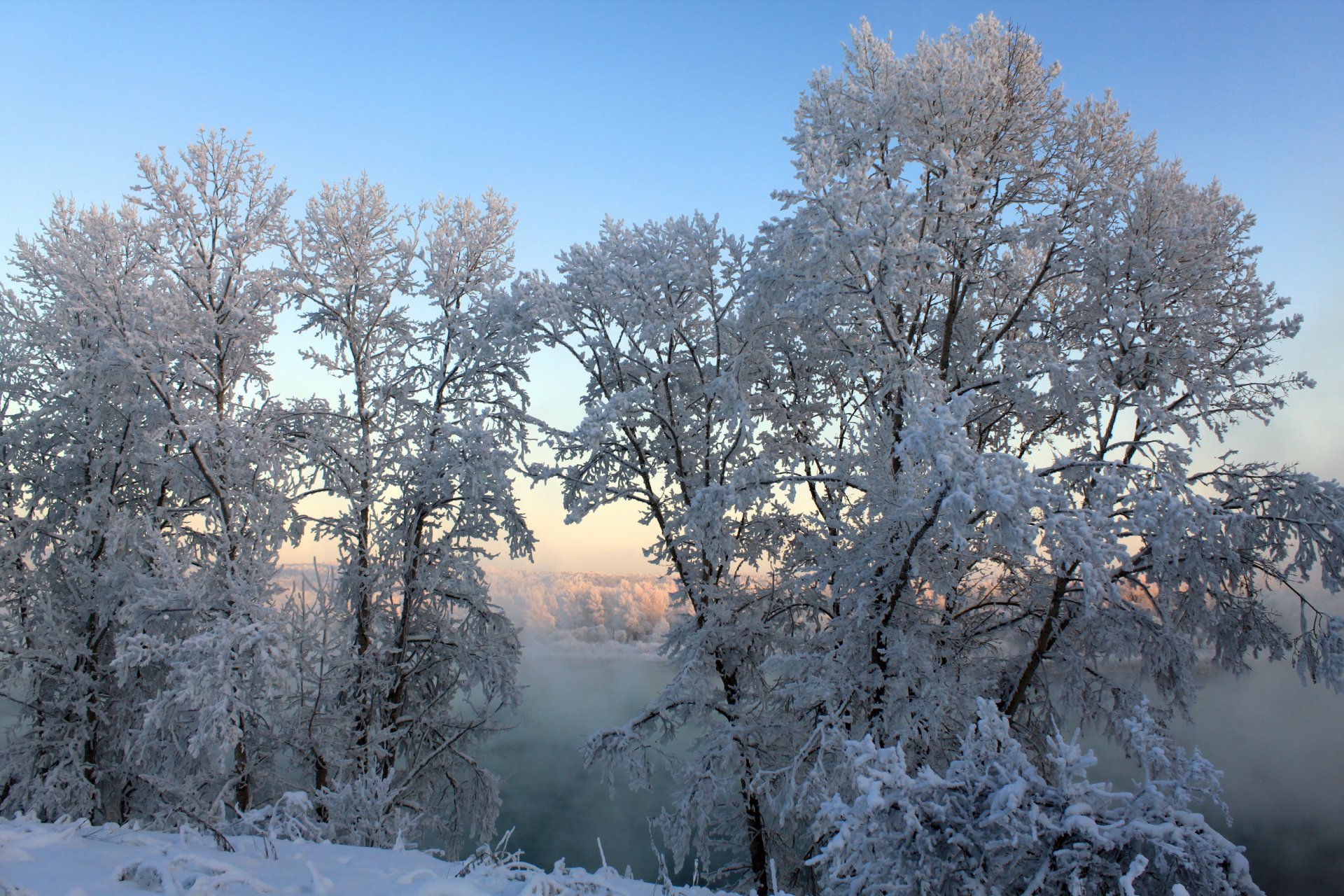 winter tree snow fog nature photo