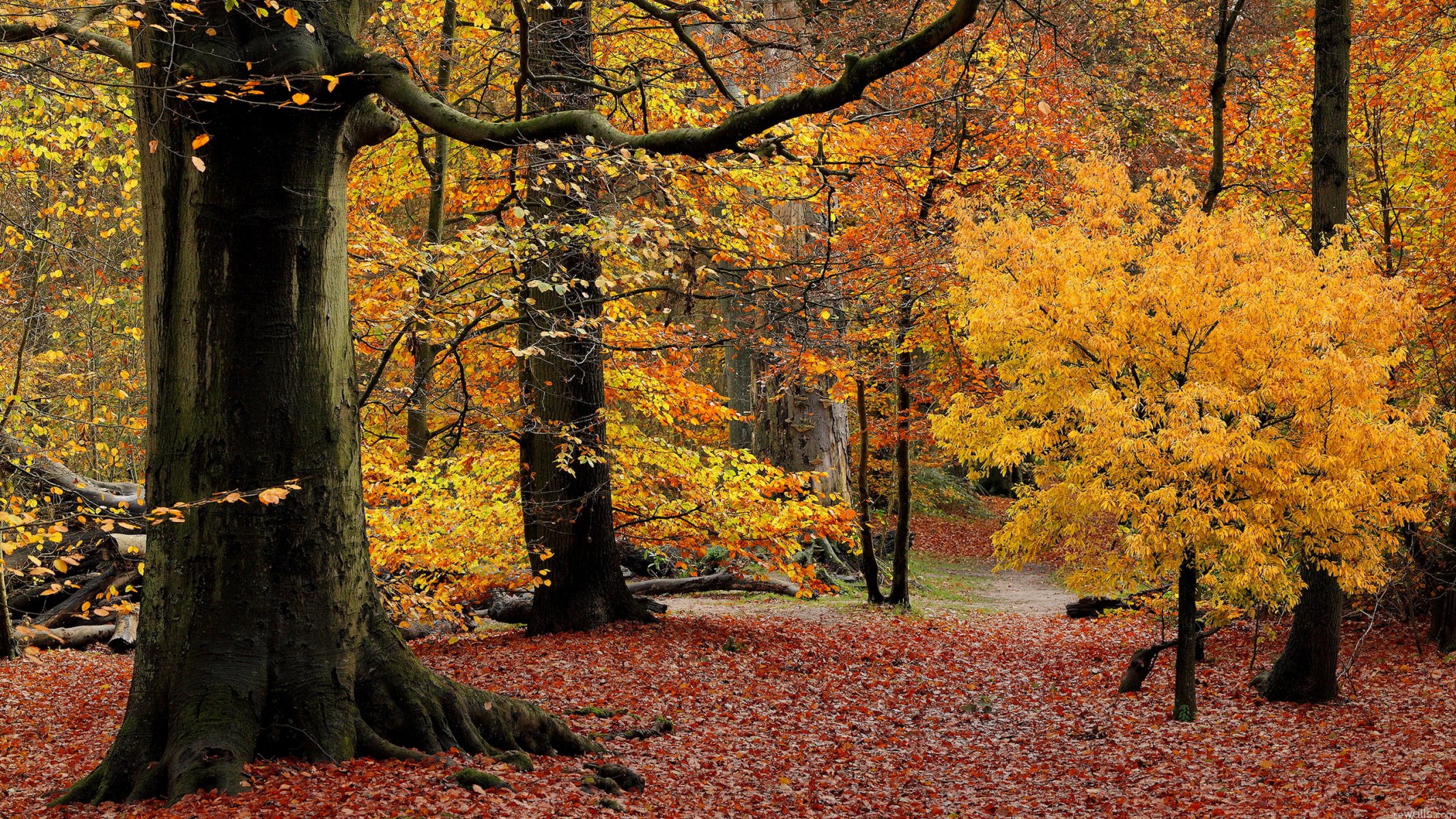 wald bäume blätter herbst purpurrot park