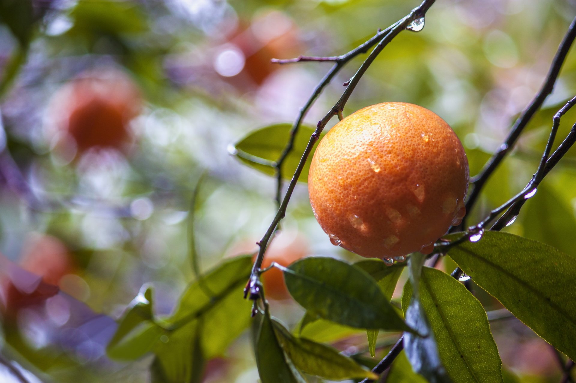 branche feuilles orange gouttes éblouissement après la pluie