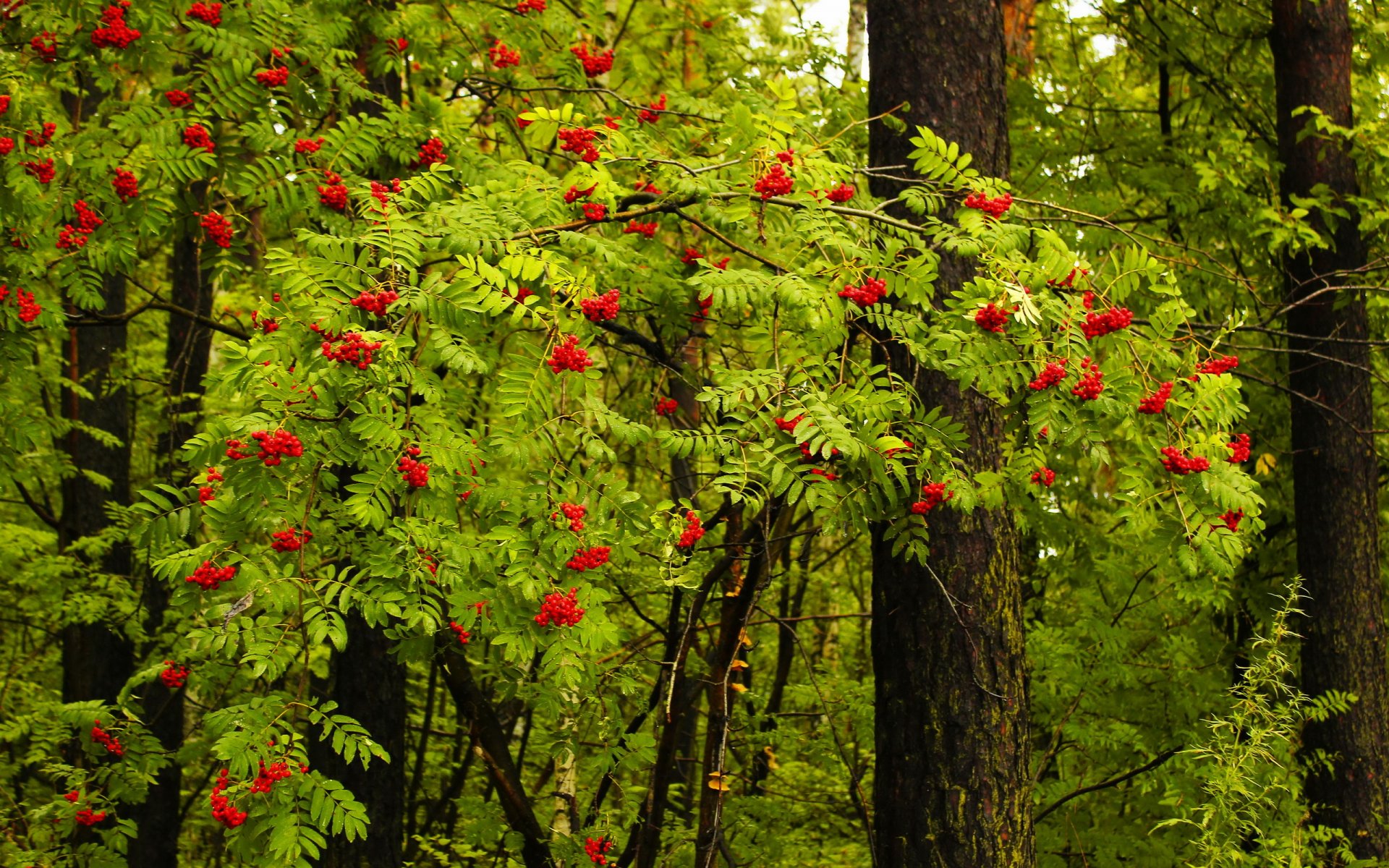 wald landschaft natur