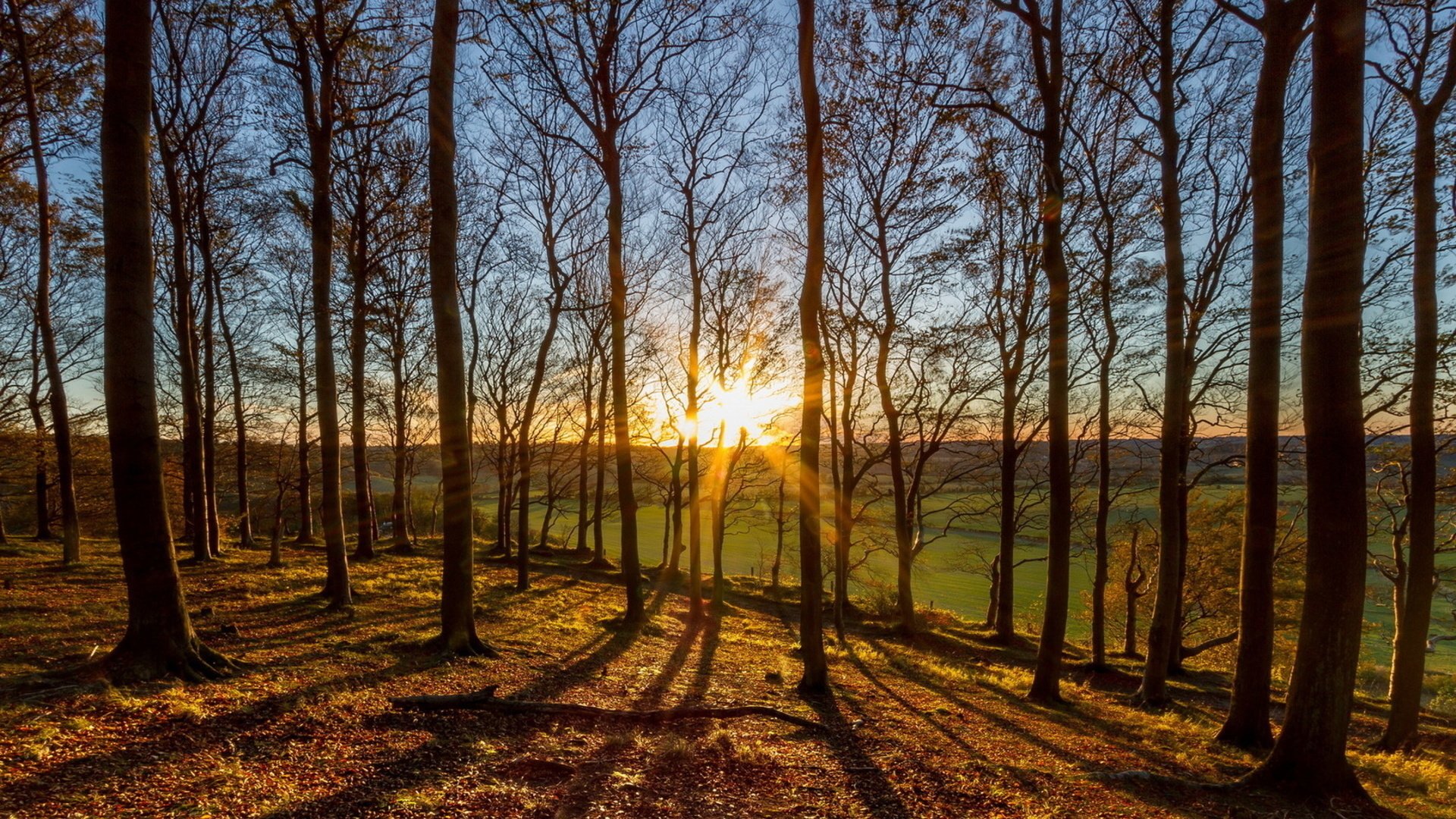 naturaleza bosque árboles sol