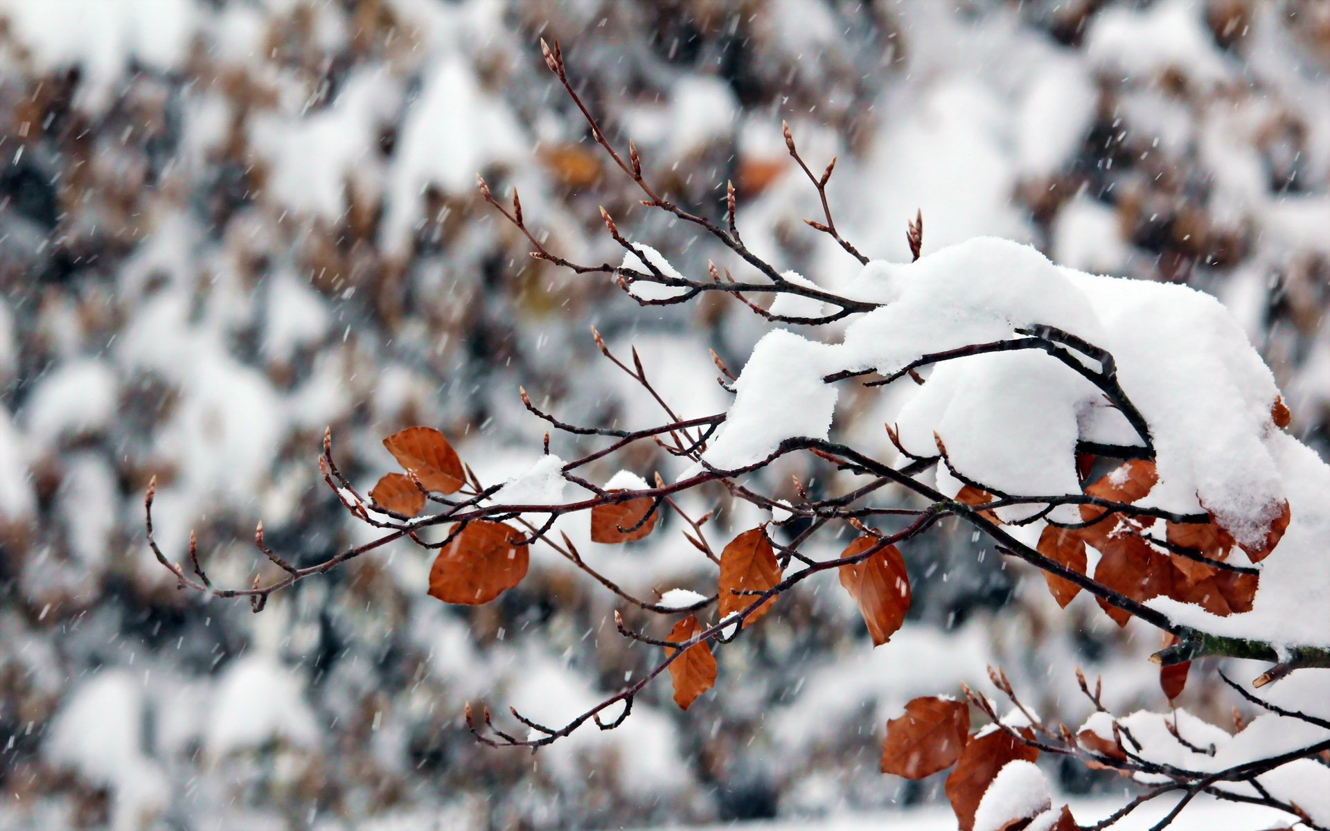 branch winter snow nature