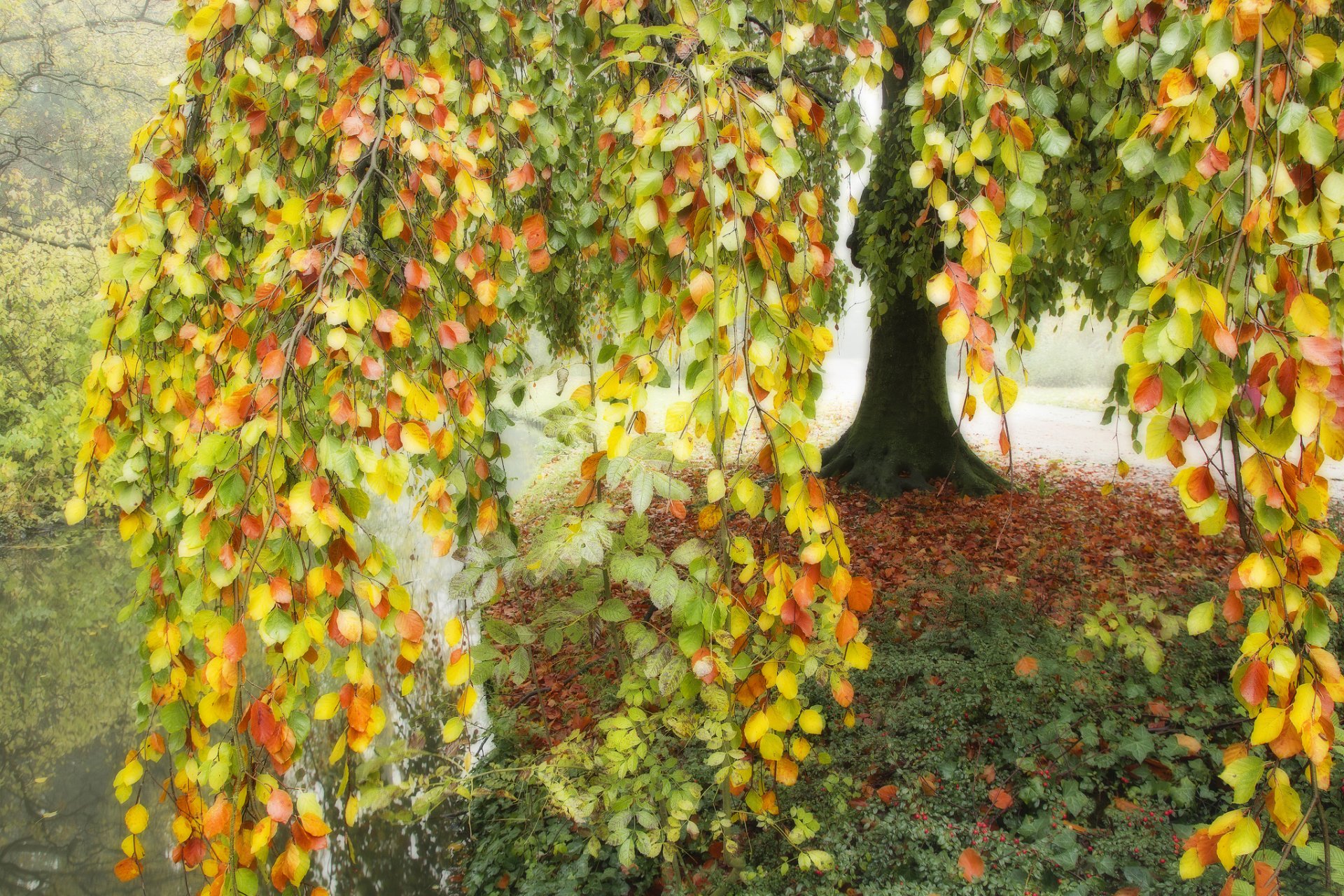 étang lac arbre branches feuilles multicolore automne