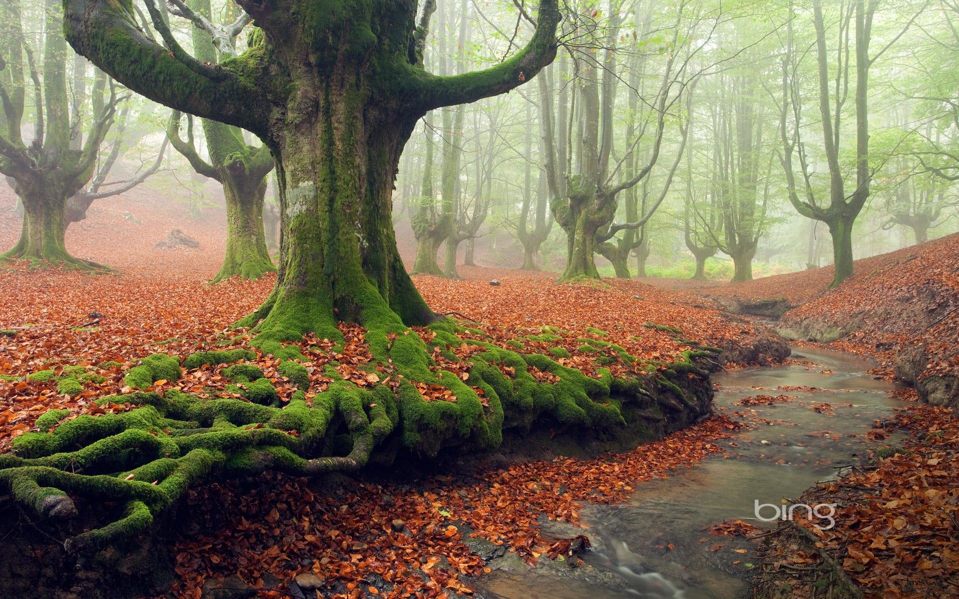 nebel bäume park wald moos bach blätter herbst