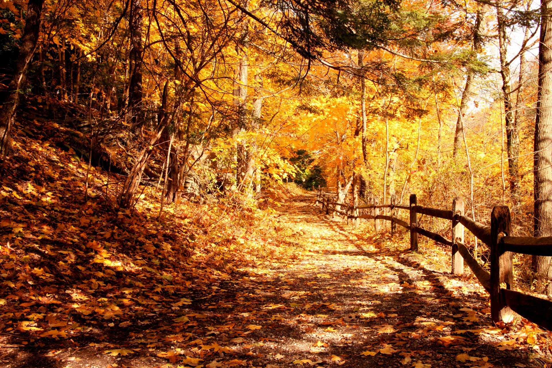 autumn park tree foliage fence light