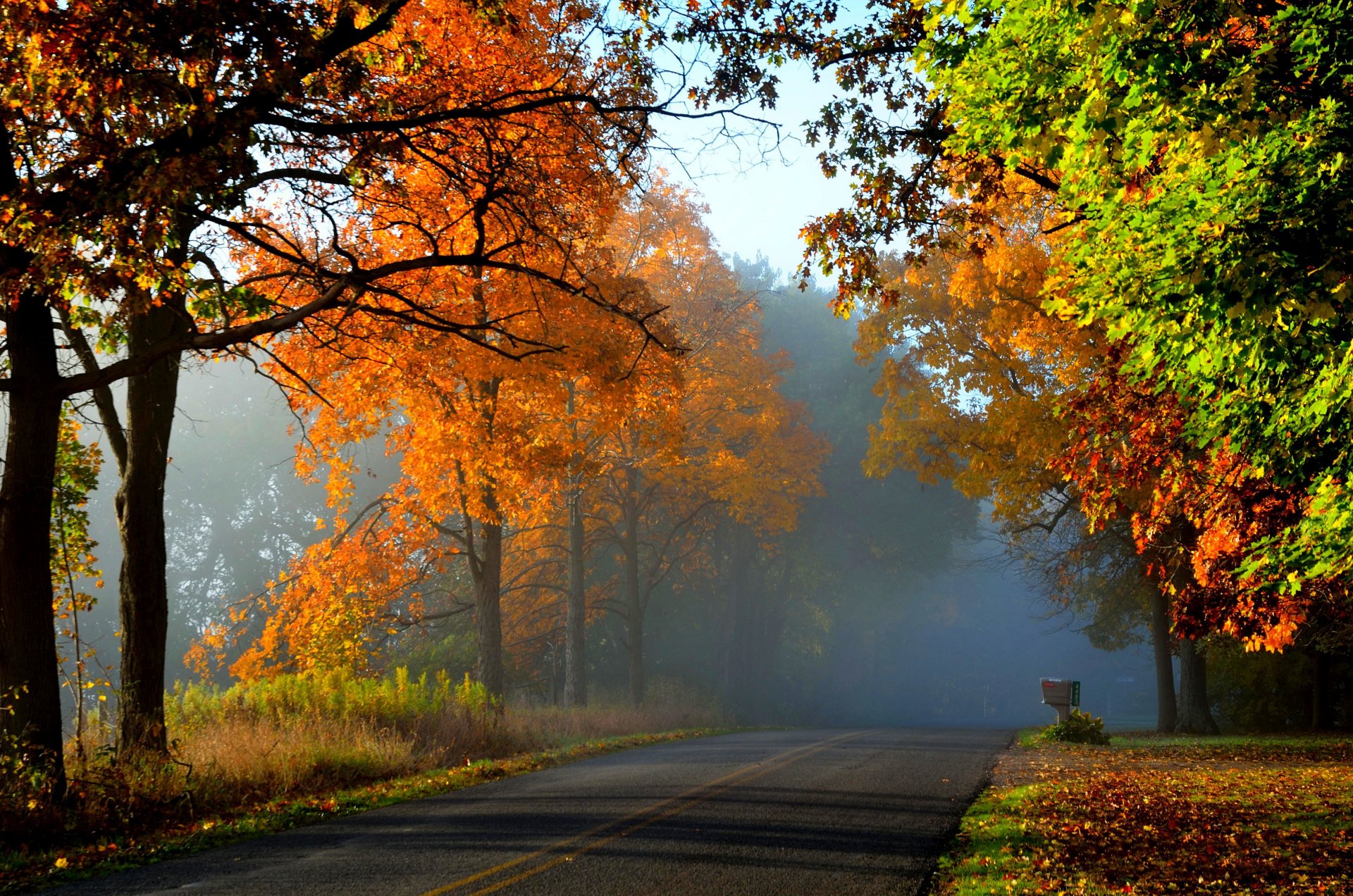 natura foresta parco alberi foglie colorato strada autunno caduta colori passeggiata