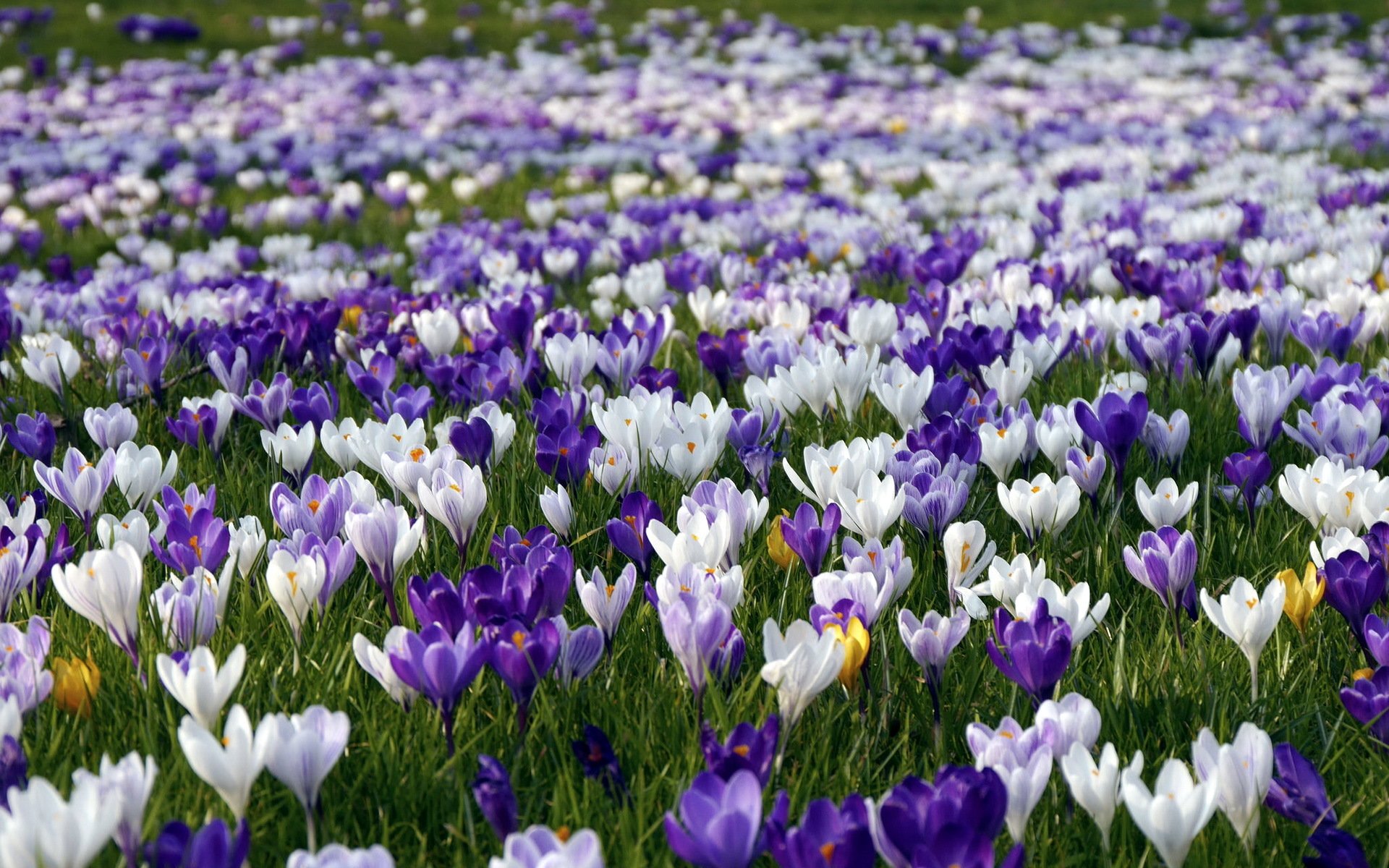 fleurs nature printemps crocus