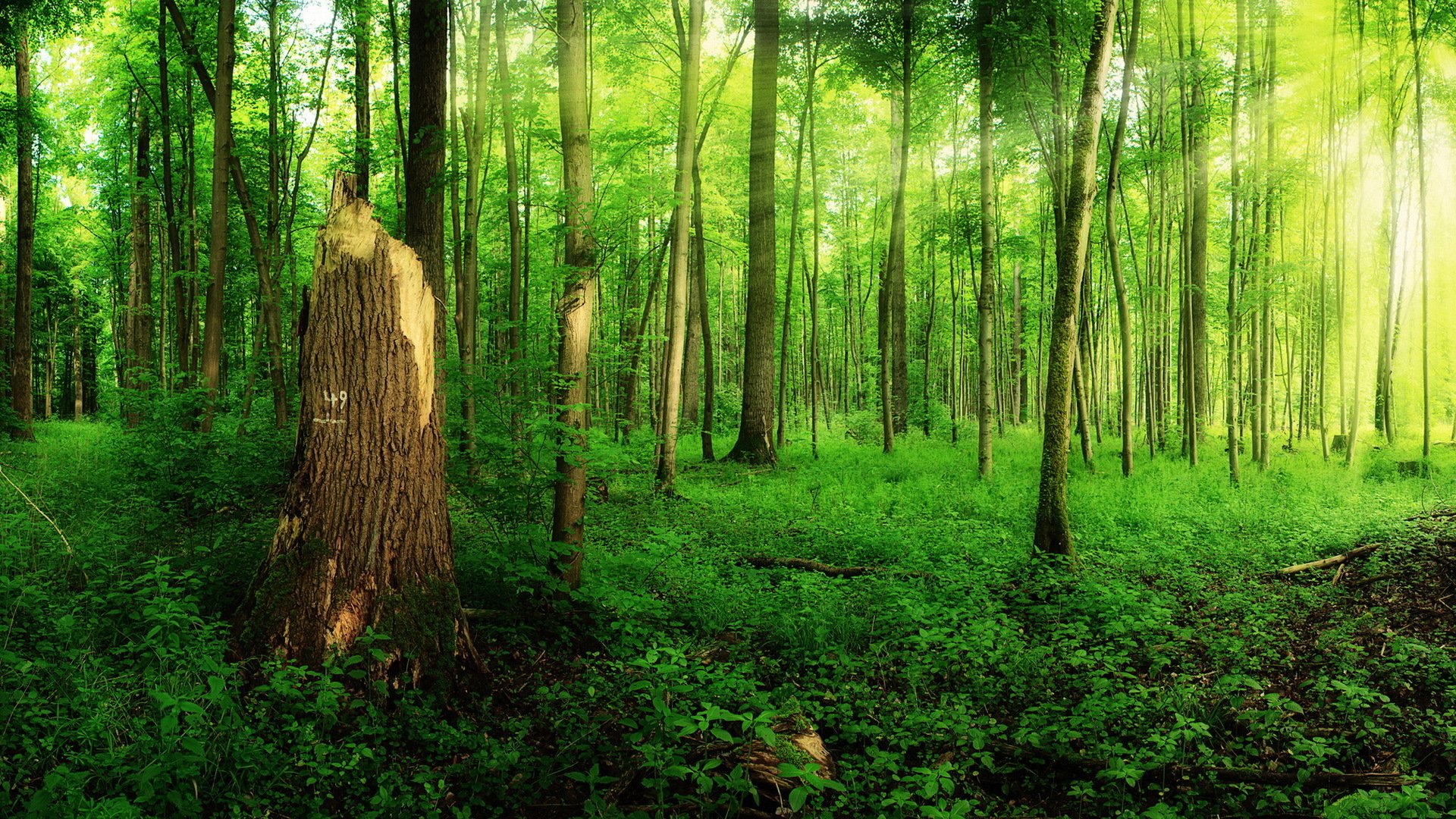 foresta estate natura