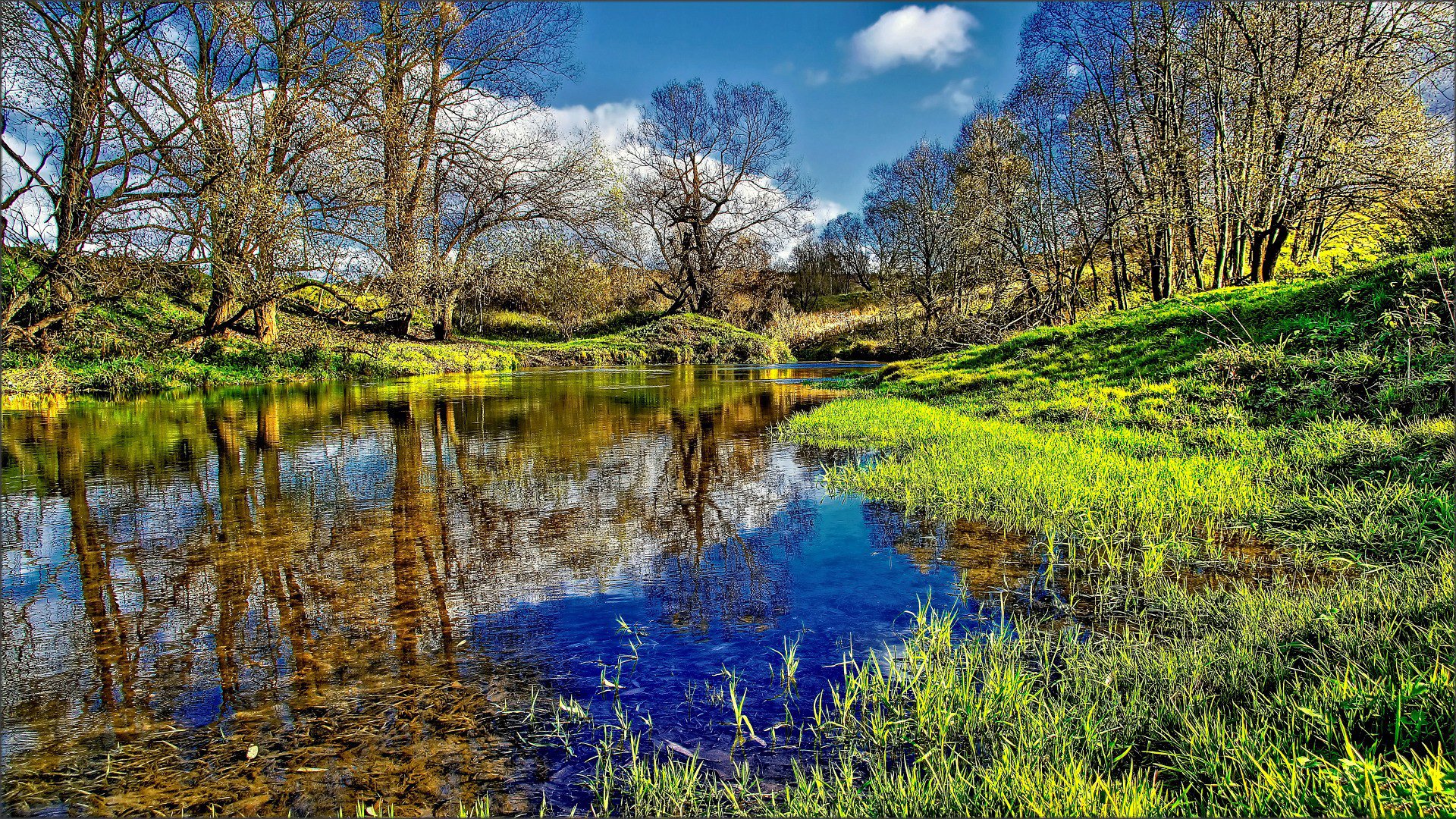 wald bäume fluss flussbett wasser reflexion gras