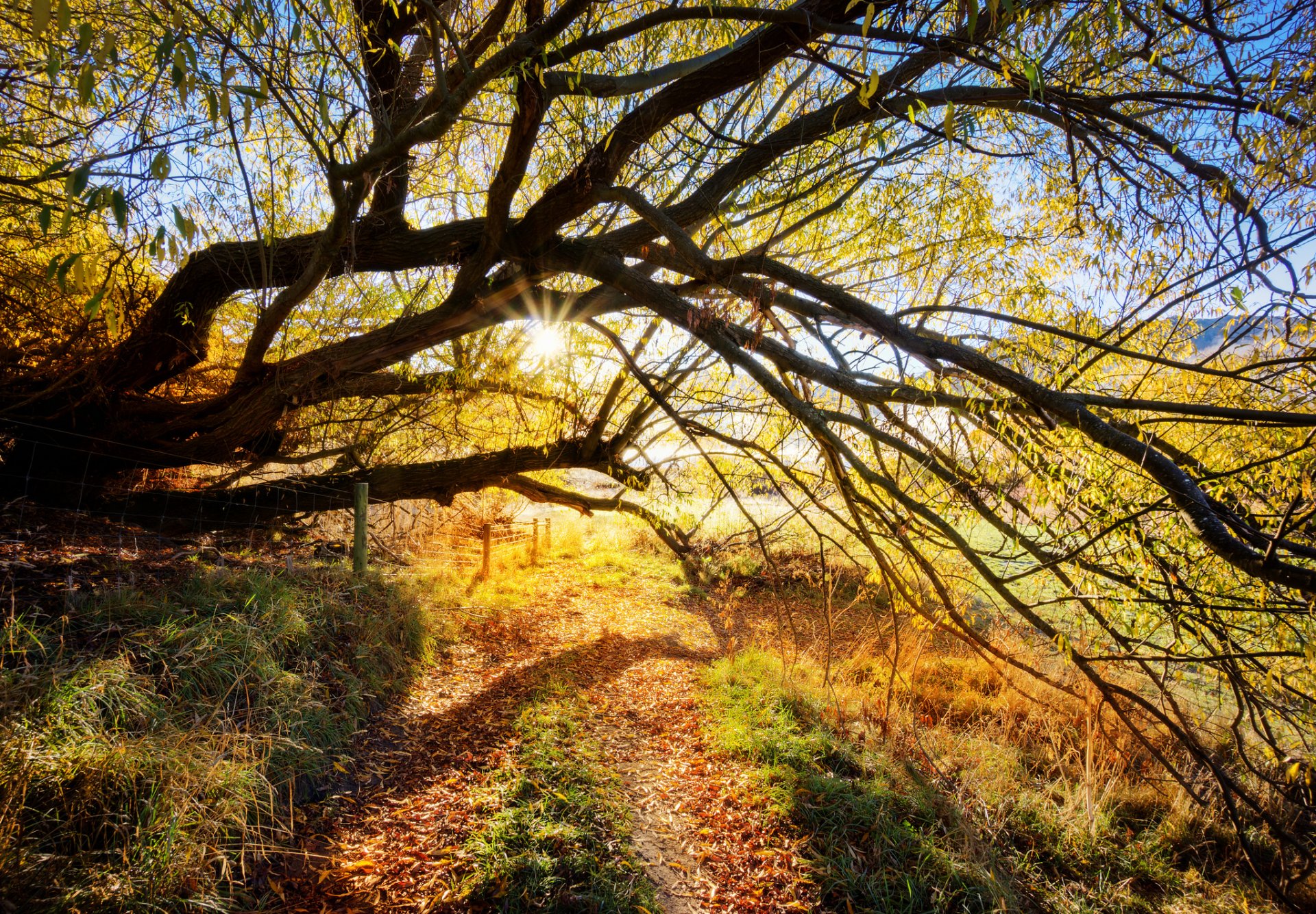 tree branch road sun ray