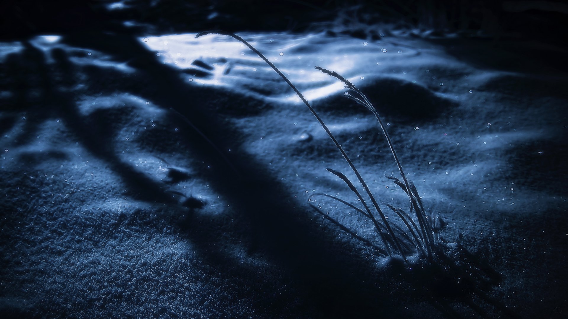 neige hiver nuit ombre herbe étincelles