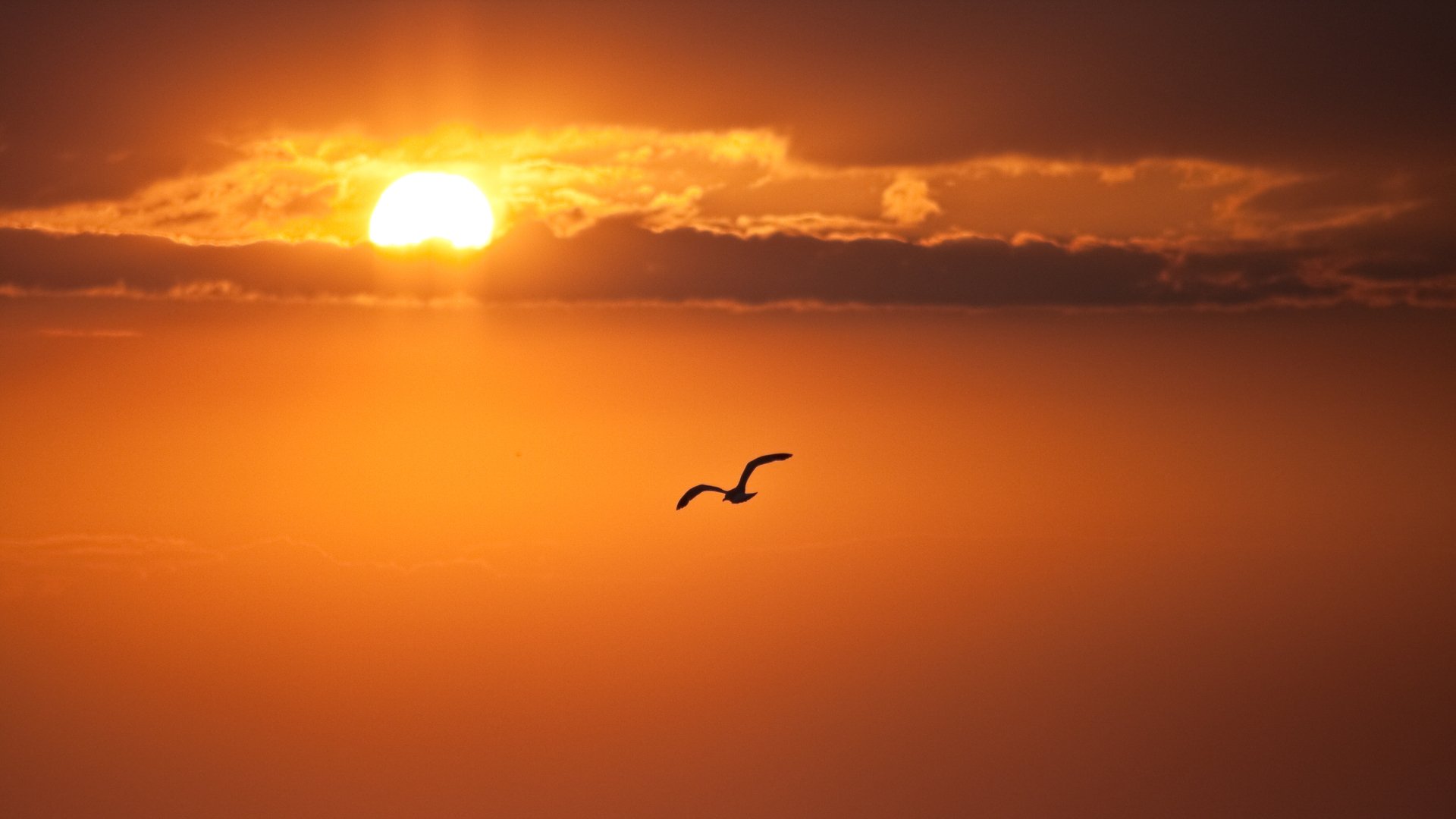 soleil ciel nuages oiseau vol