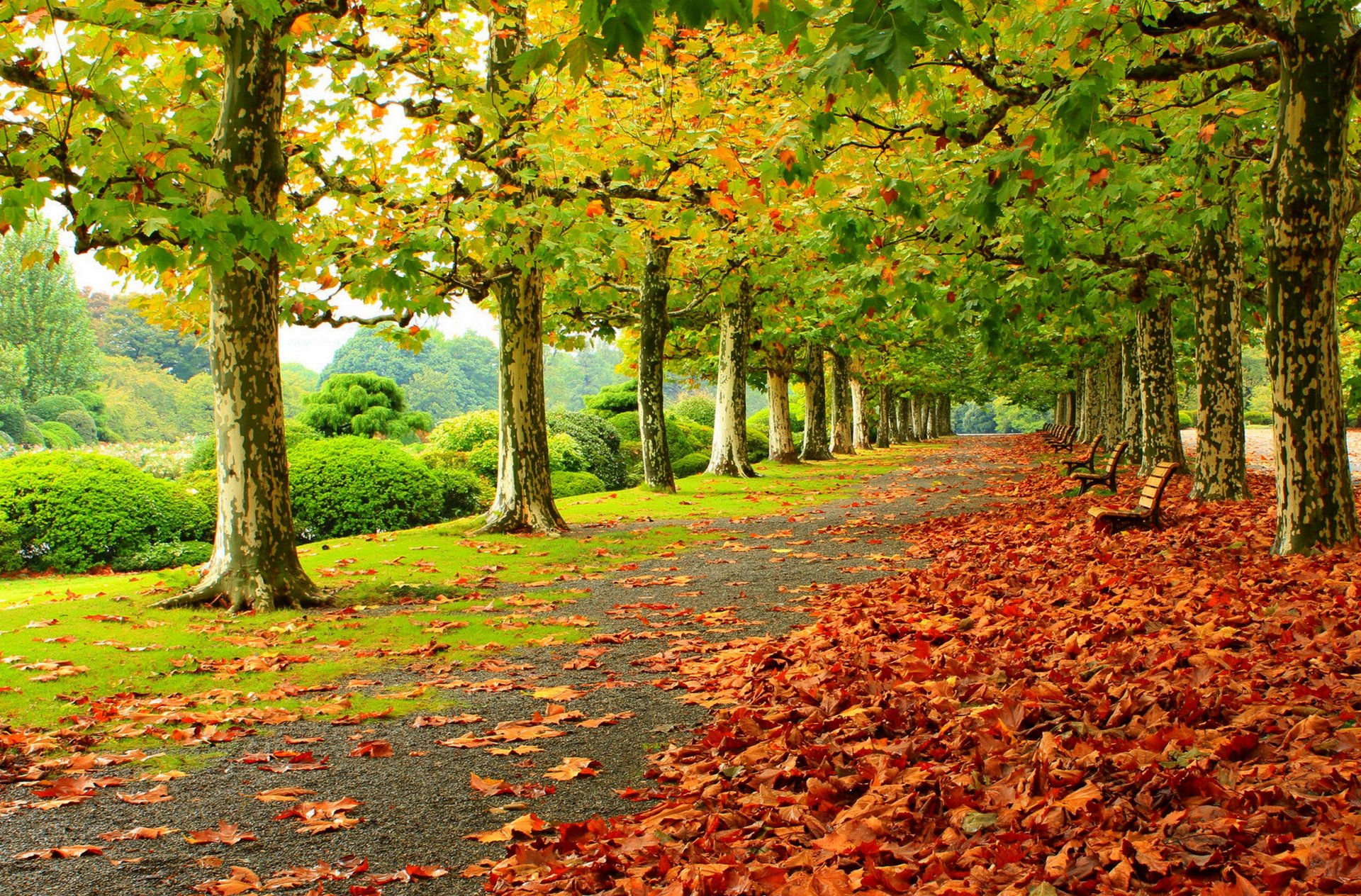 hojas árboles parque hierba carretera colores otoño paseo hdr naturaleza banco banco