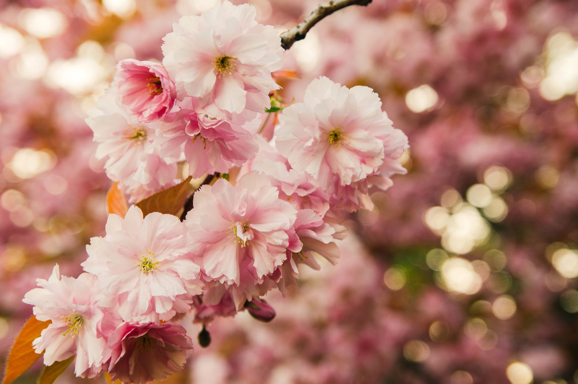 sakura gałąź kwitnienie kwiaty różowe liście makro bokeh wiosna natura