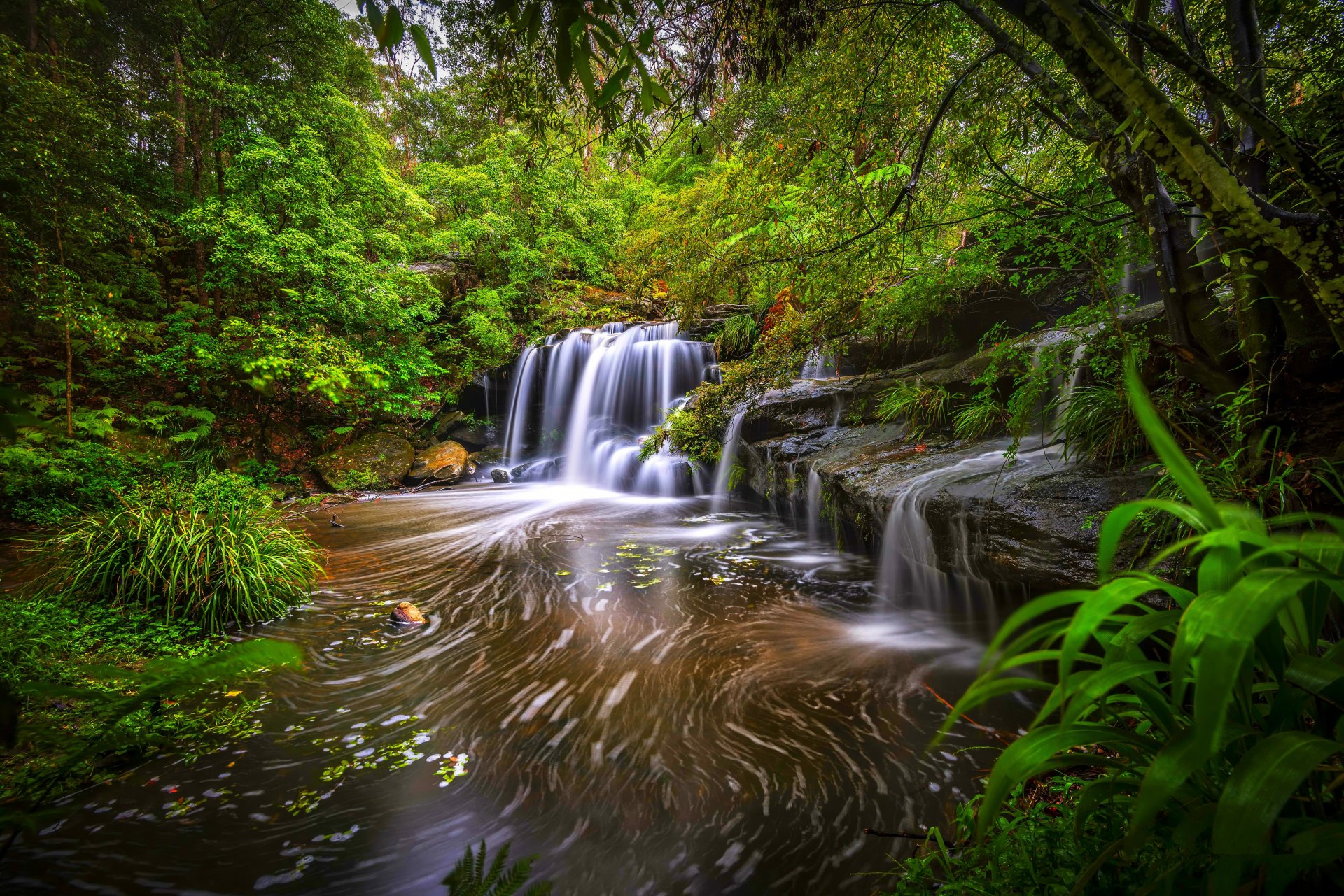 bosque árboles matorrales río corriente cascada piedras