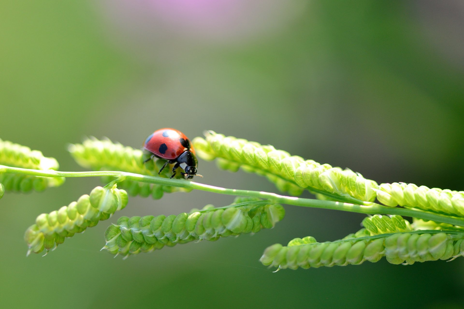 coccinelle brin d herbe gros plan