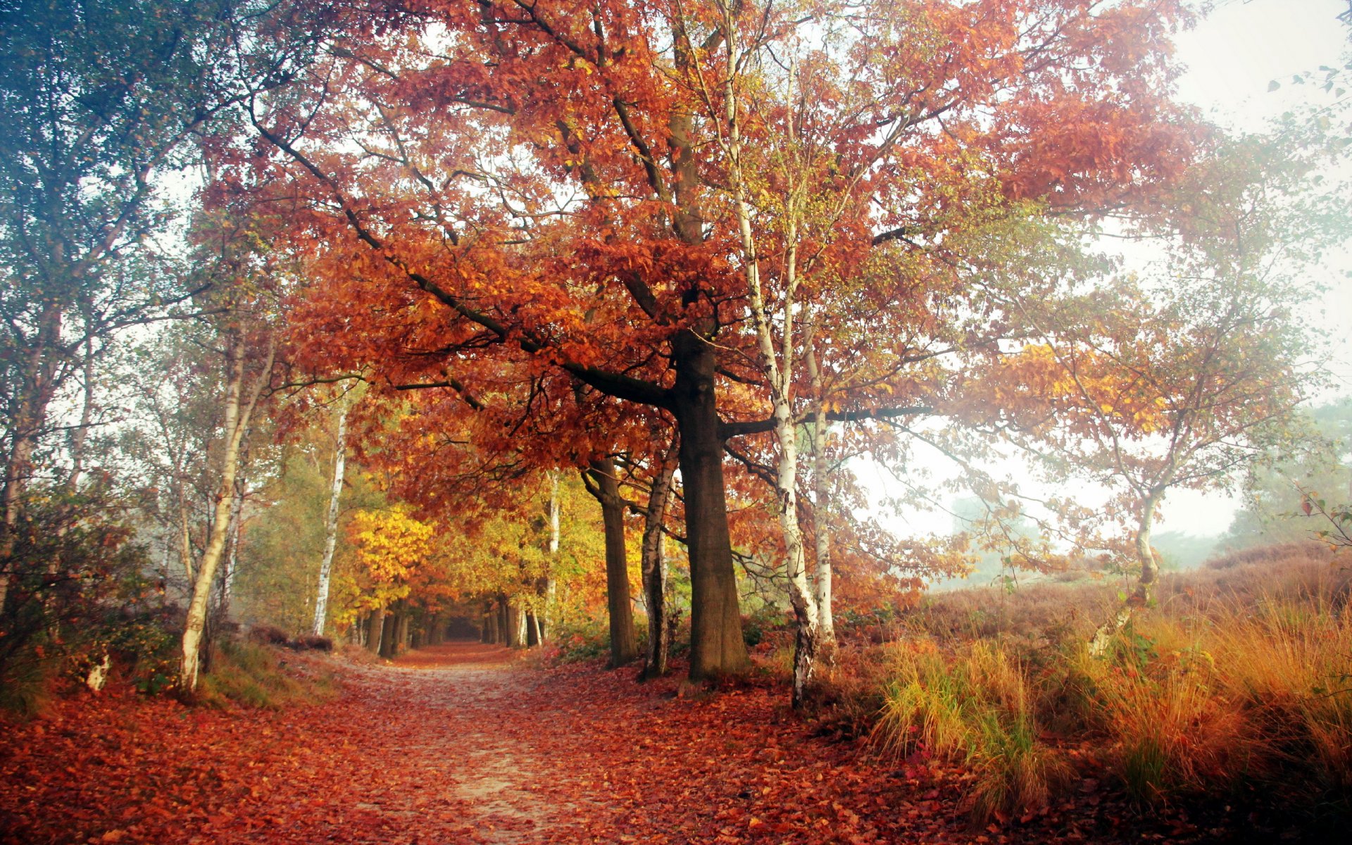 strada autunno natura