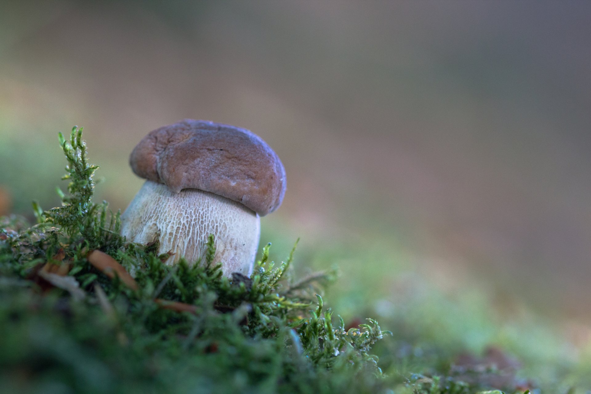 hongo blanco bosque musgo otoño naturaleza