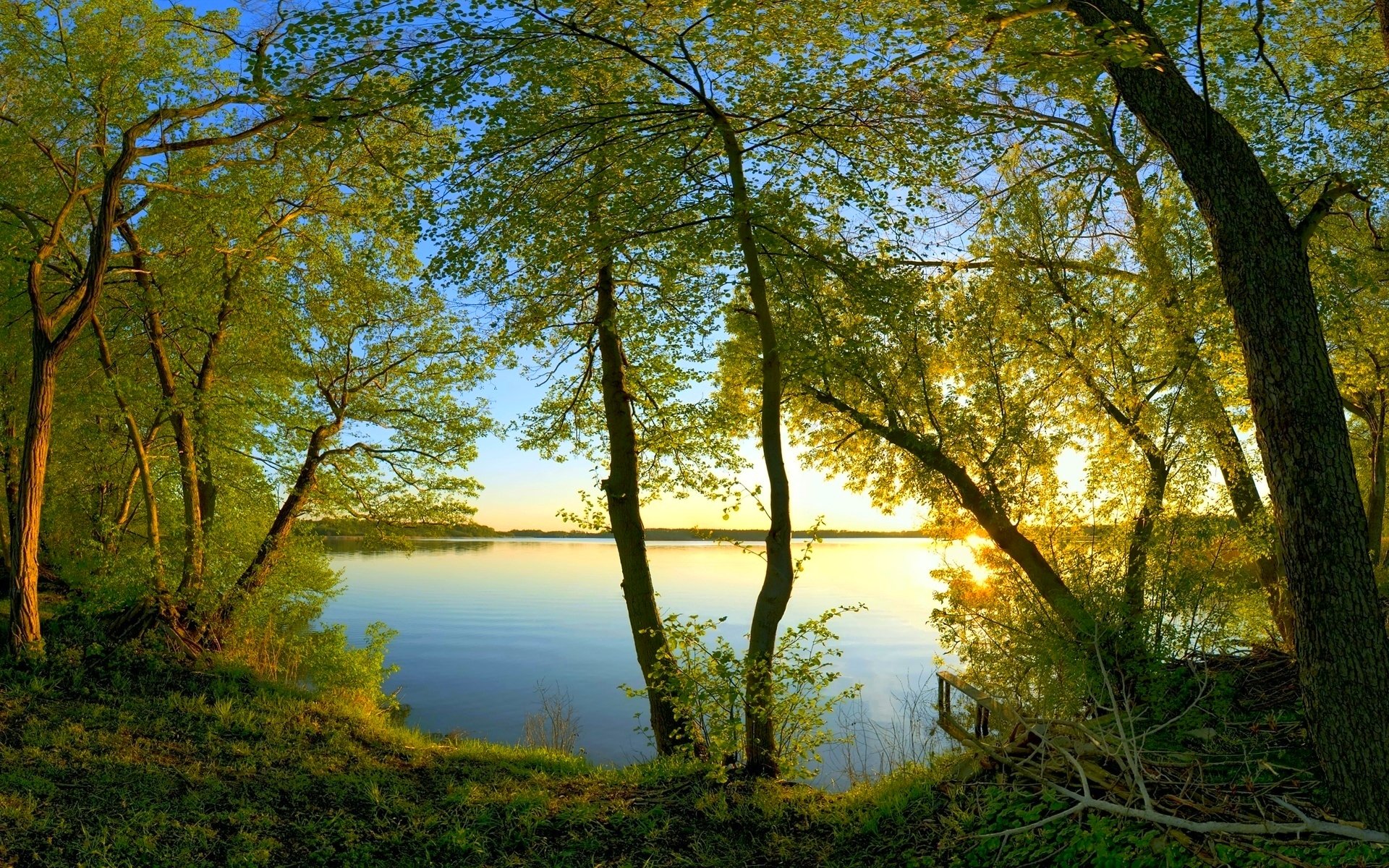 alberi rami fogliame acqua sole luce