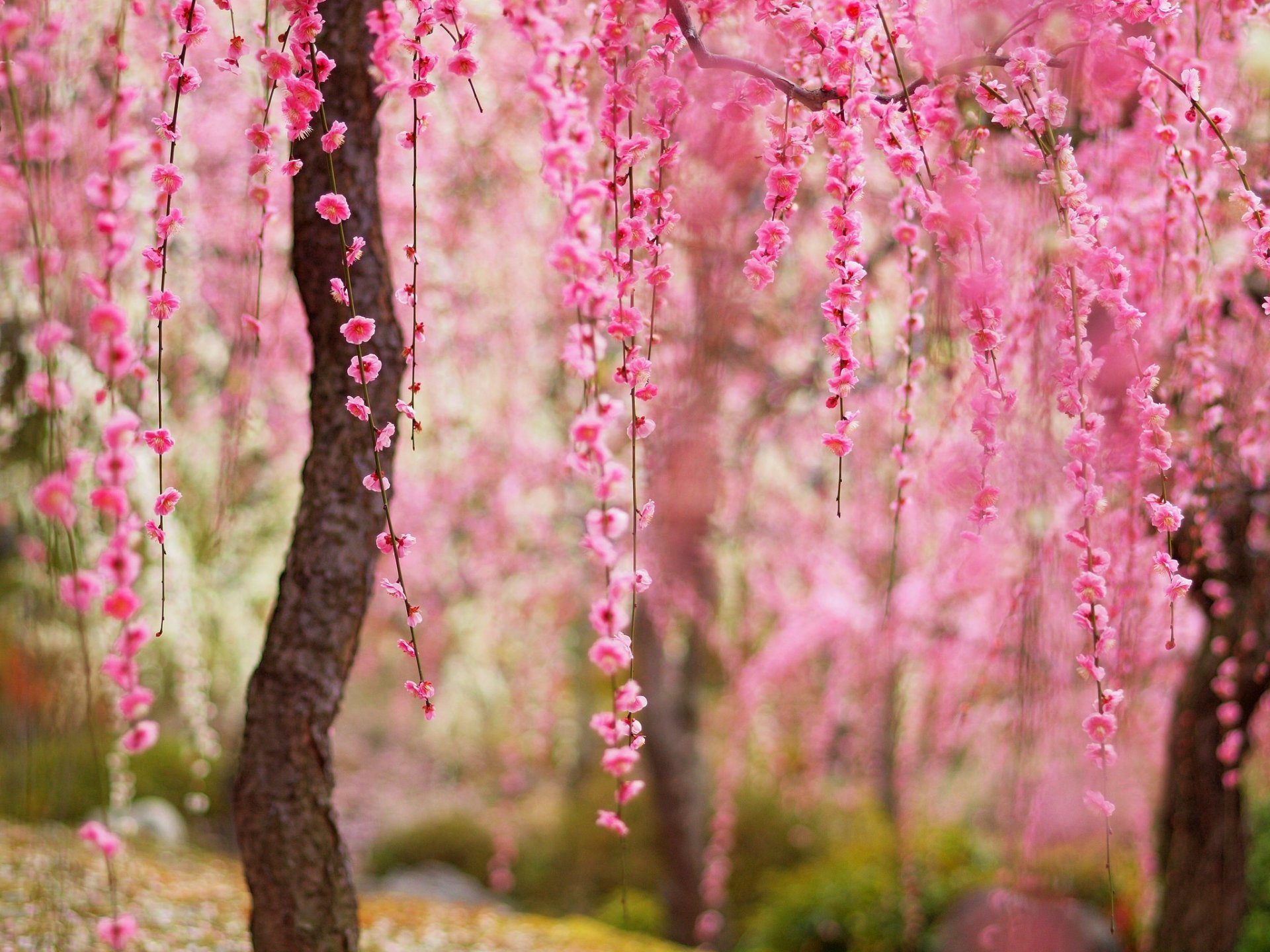 nature herbe fleurs printemps parc arbres route promenade printemps