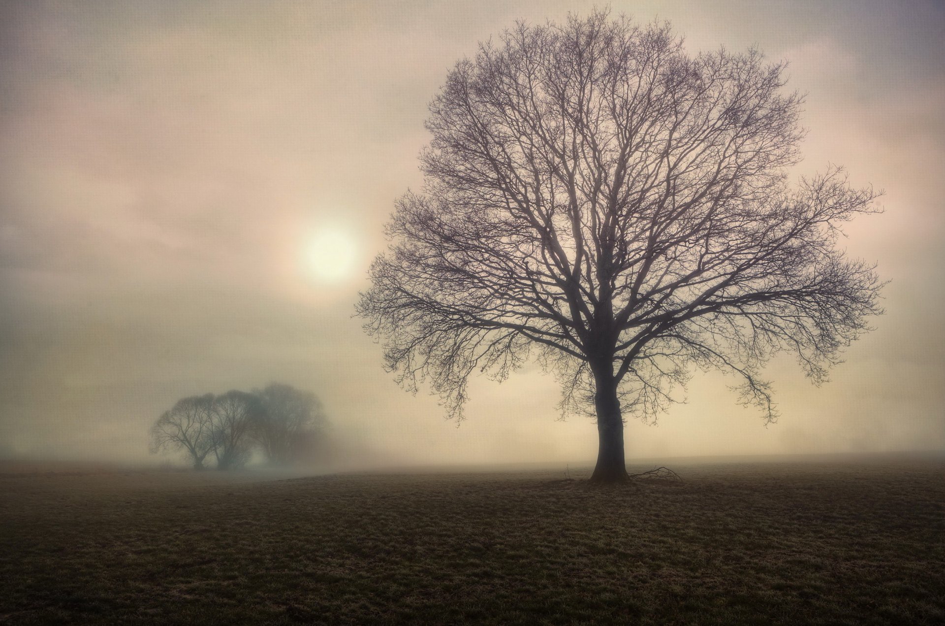 campo árboles árbol mañana niebla